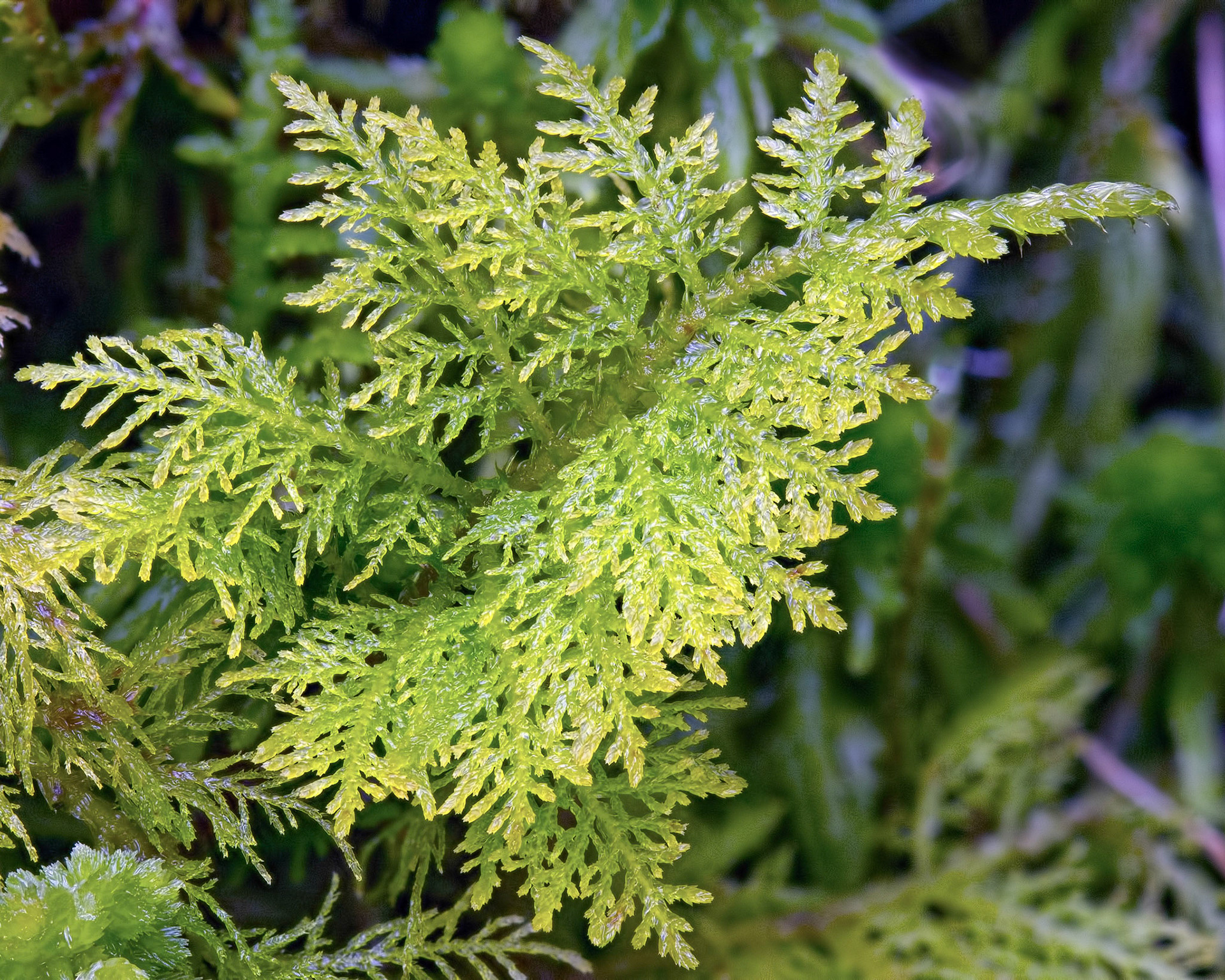 Thuidium tamariscinum (Thuidiaceae), on steep bank in temperate deciduous woodland, Ganllwyd, Merionethshire, Wales, UK. 2 March 2015.
