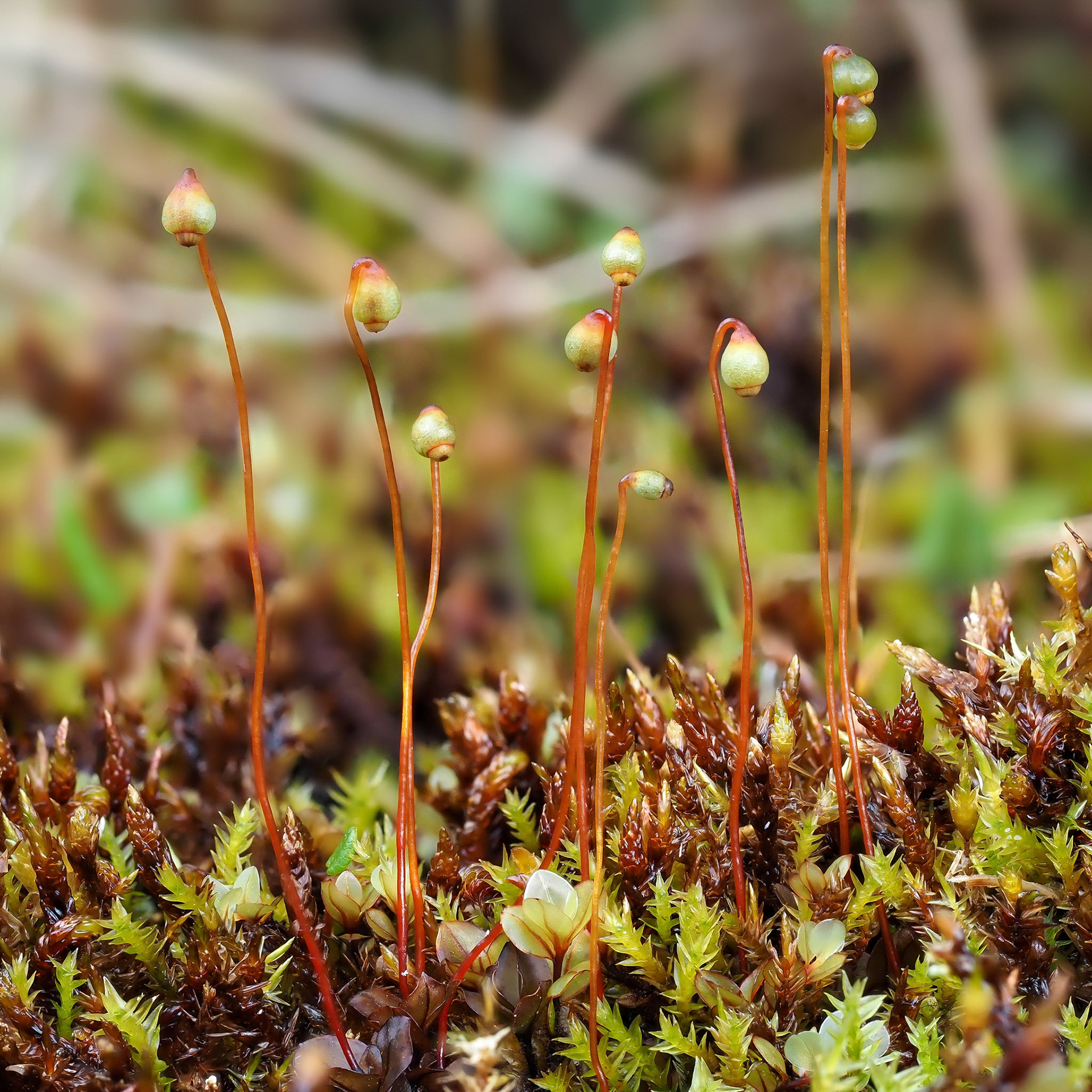 Cinclidium subrotundum (Mniaceae) in mineral-rich fen beside lake, Holtavörðuheiði, Iceland
