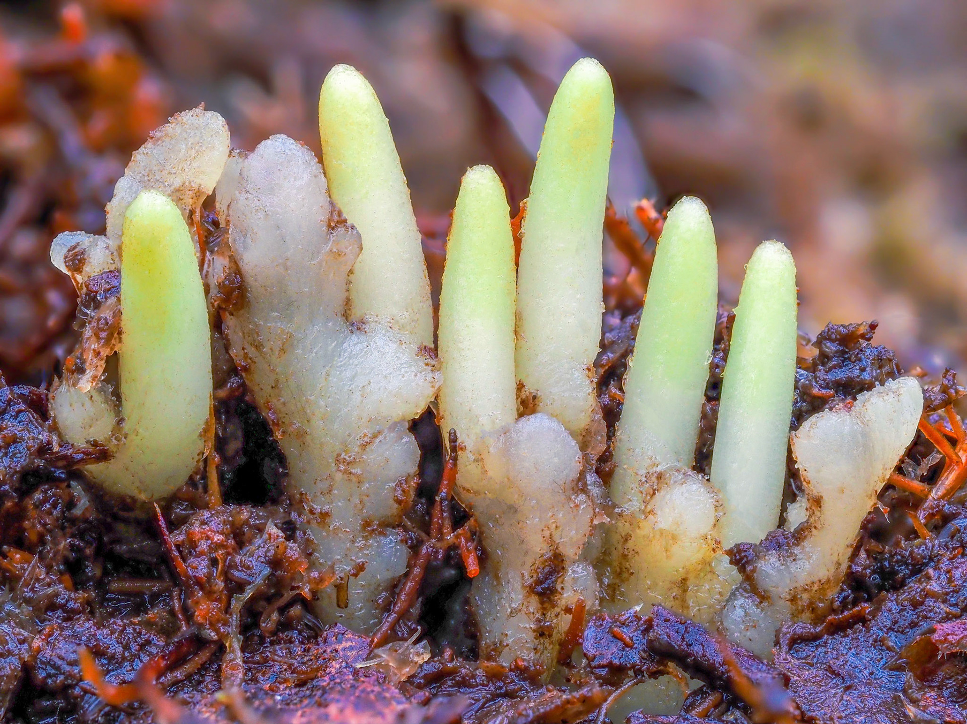 Aneura mirabilis (Aneuraceae) with young sporophytes, beneath Sphagnum in wet temperate deciduous woodland dominated by Betula pubescens, Sutton Park National Nature Reserve, Warwickshire, England. 52.5814°N, 1.8579°W. 130m. 14 December 2022.