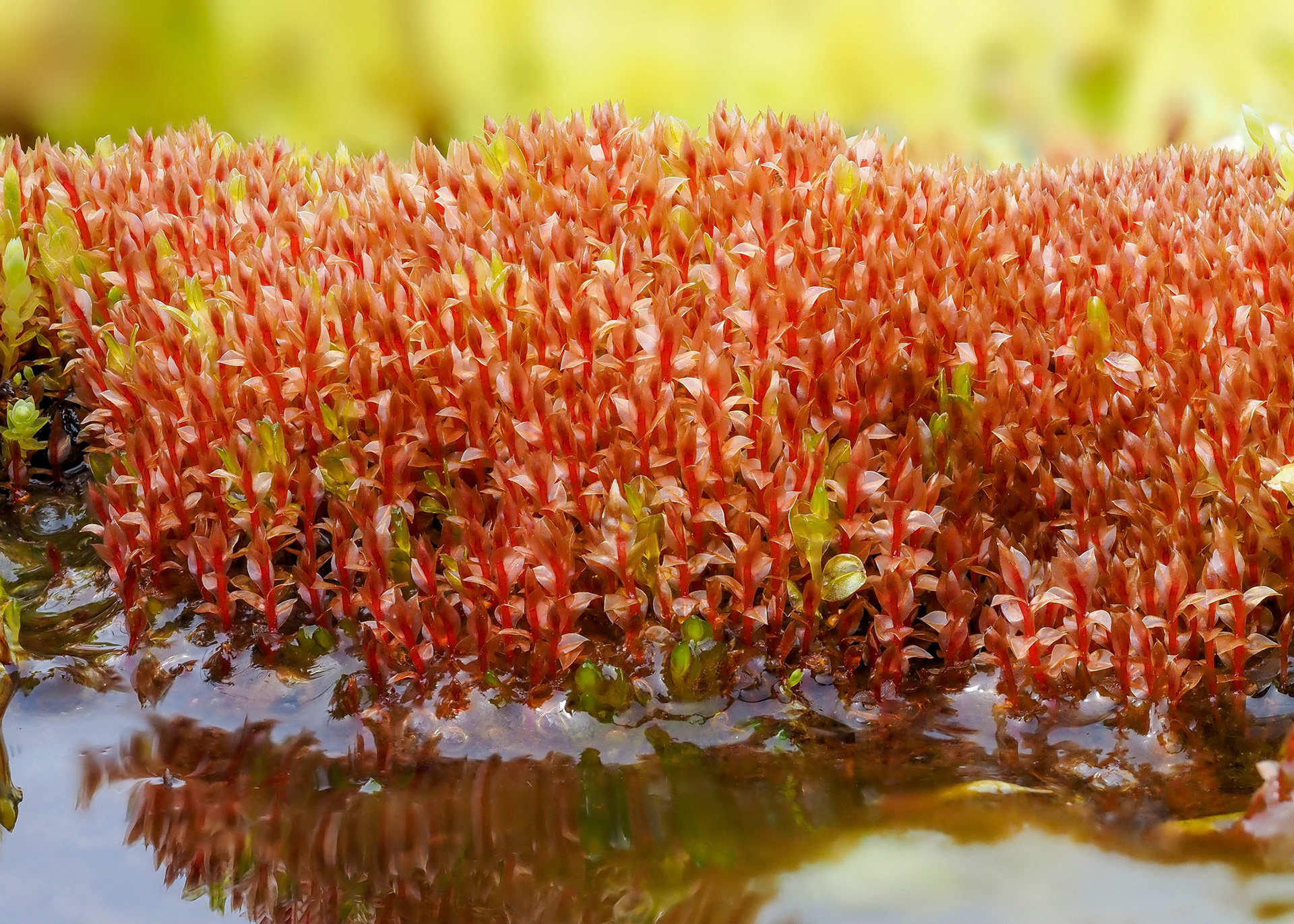 Bryum weigelii (Bryaceae) on hillside spring-head, near Bakki, Iceland