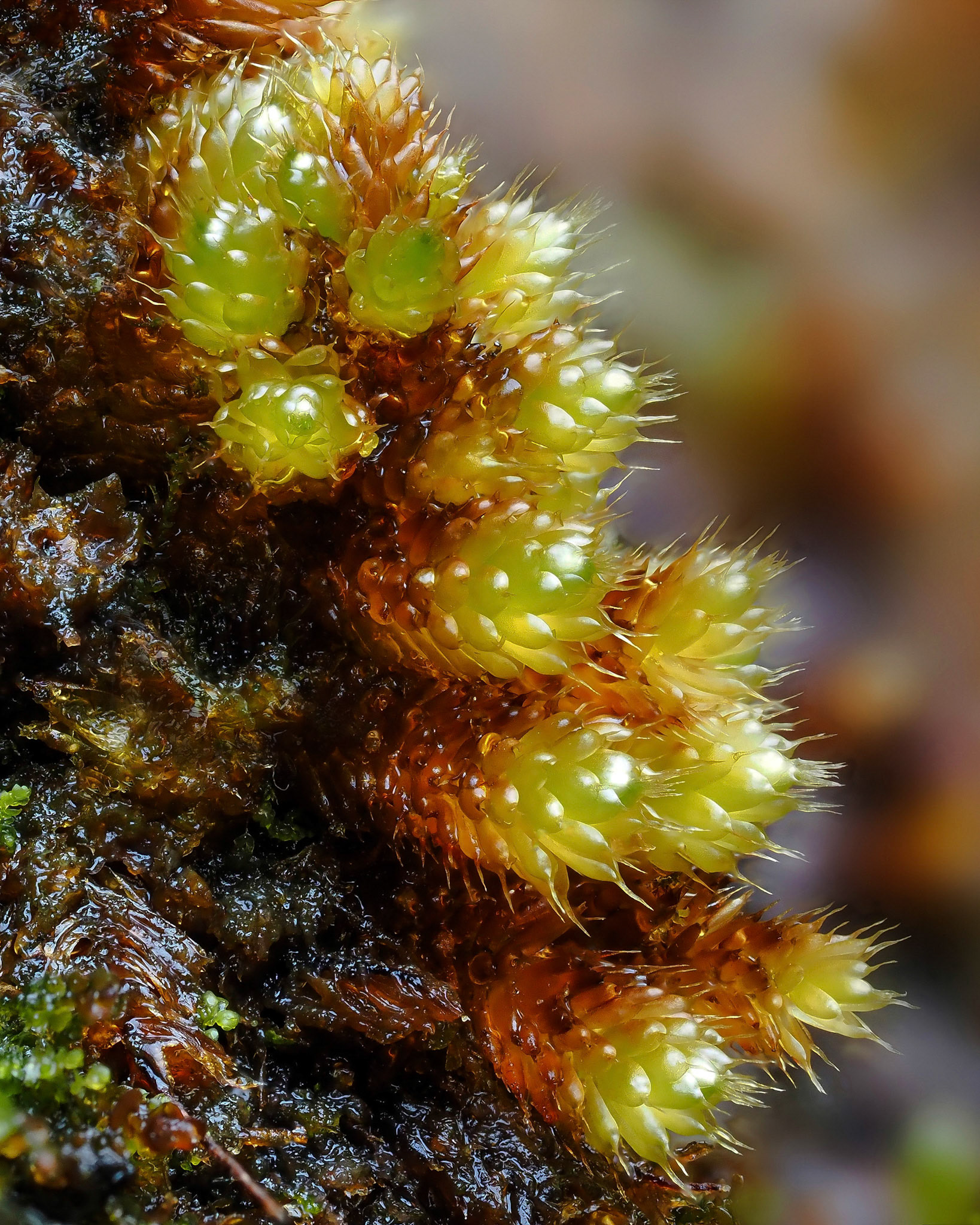 Myurium hochstetteri (Myuriaceae) on base of low cliff in subtropical laurel forest, Fanal, Madeira