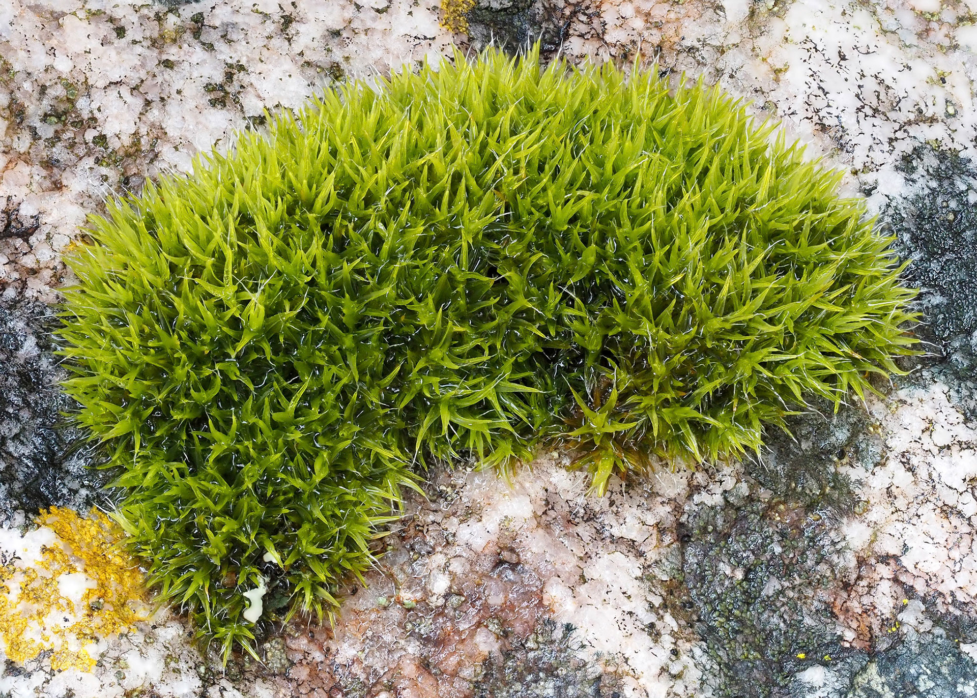 Grimmia consobrina (Grimmiaceae) on boulder in fynbos shrubland, Panorama Trail, Jonkershoek Nature Reserve, Western Cape, South Africa. 33.9910°S, 18.9914°E. 790m. 30 September 2022.