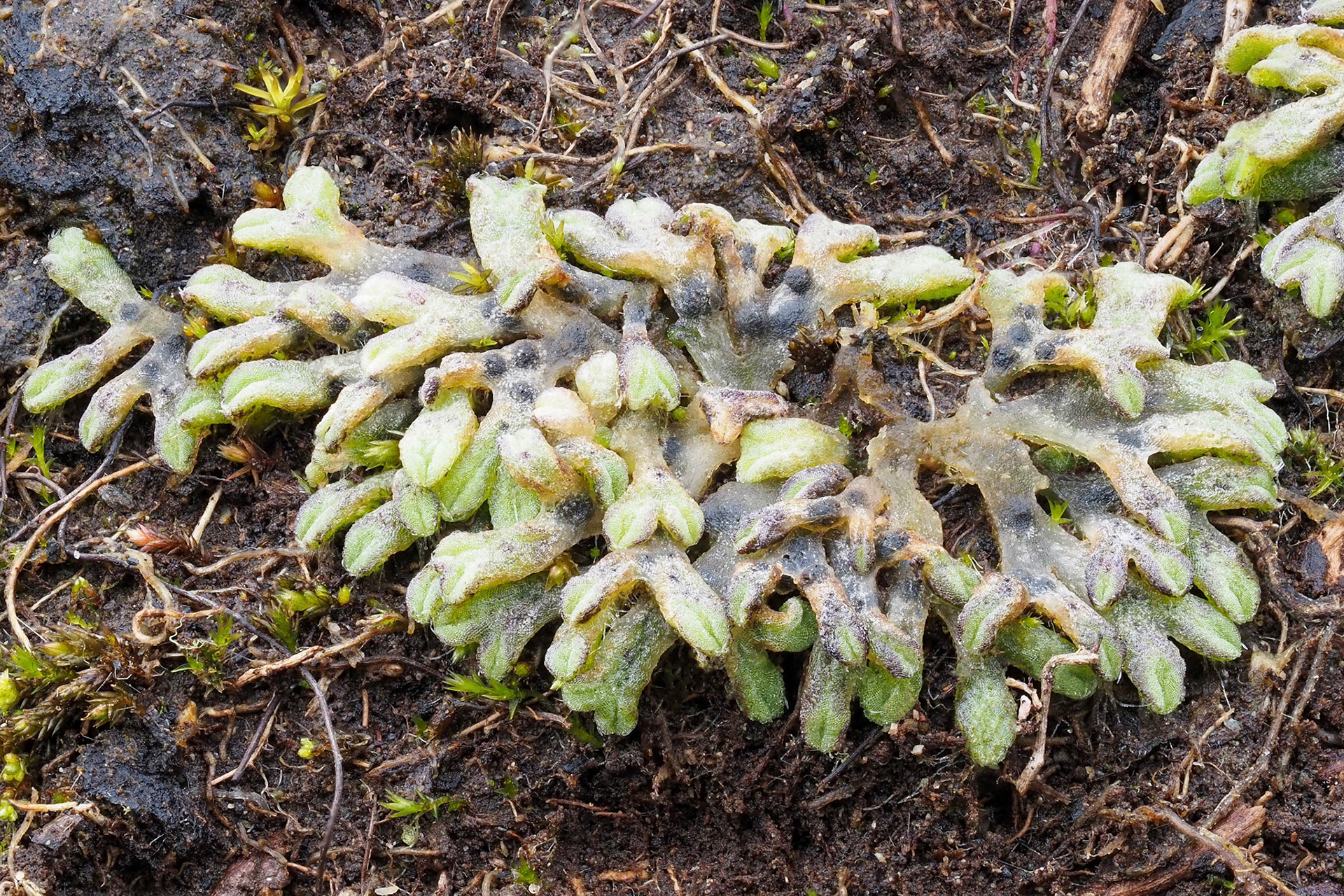 Riccia subbifurca s.l. (Ricciaceae) on thin soil over serpentine on coastal cliff, Bass Point, The Lizard, West Cornwall, England, UK. 3 March 2023.