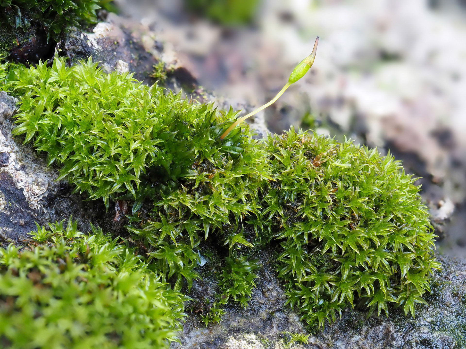 Codonoblepharon forsteri (Orthotrichaceae) with a sporophyte, growing amongst Zygodon viridissimus (Orthotrichaceae), at edge of rot-hole in exposed root of beech tree (Fagus sylvatica), Epping Forest, Essex, England. 19 January 2022.
