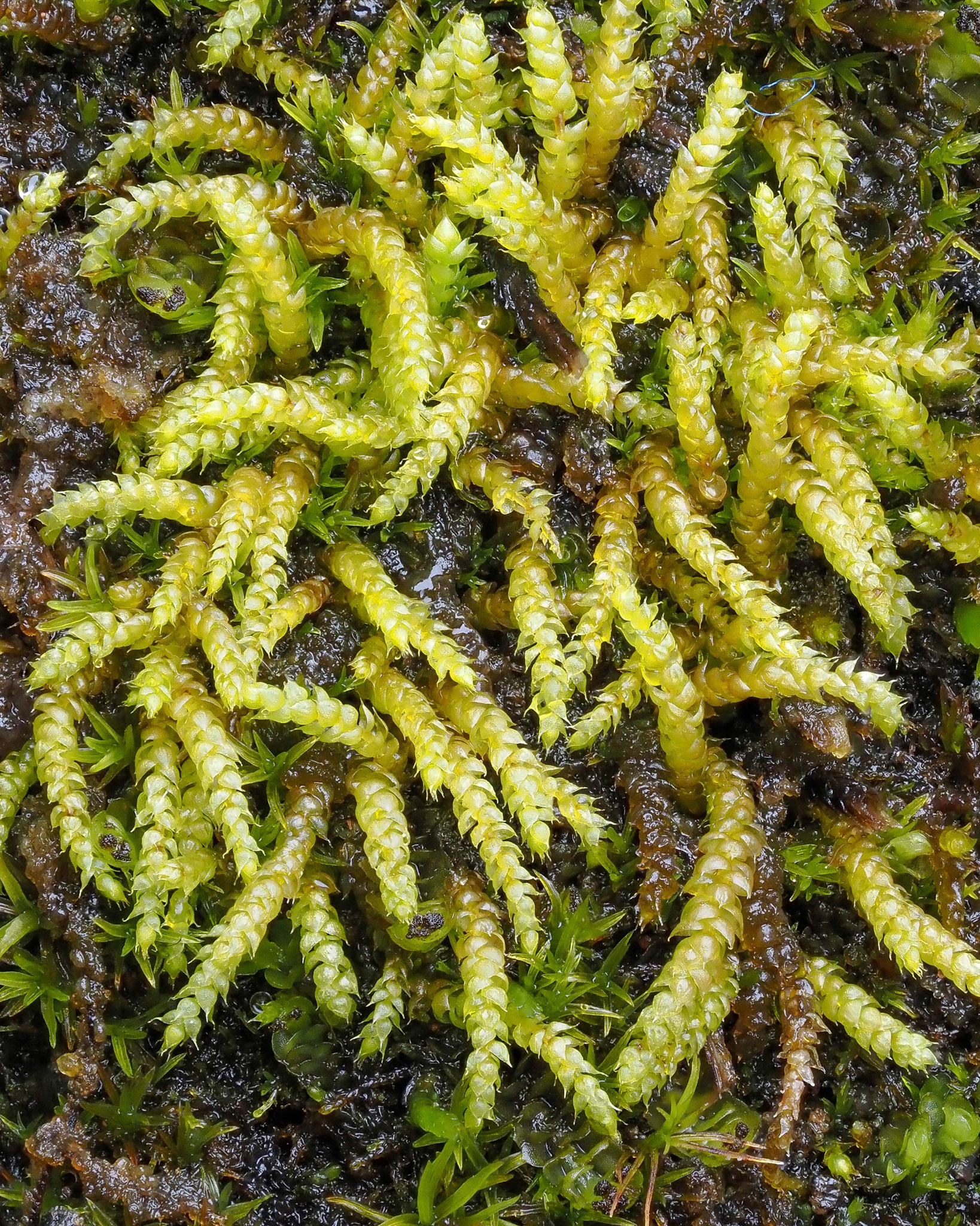 Myurella tenerrima (Pterigynandraceae) on low rock cliff at lake margin, Kleifarvatn, Iceland