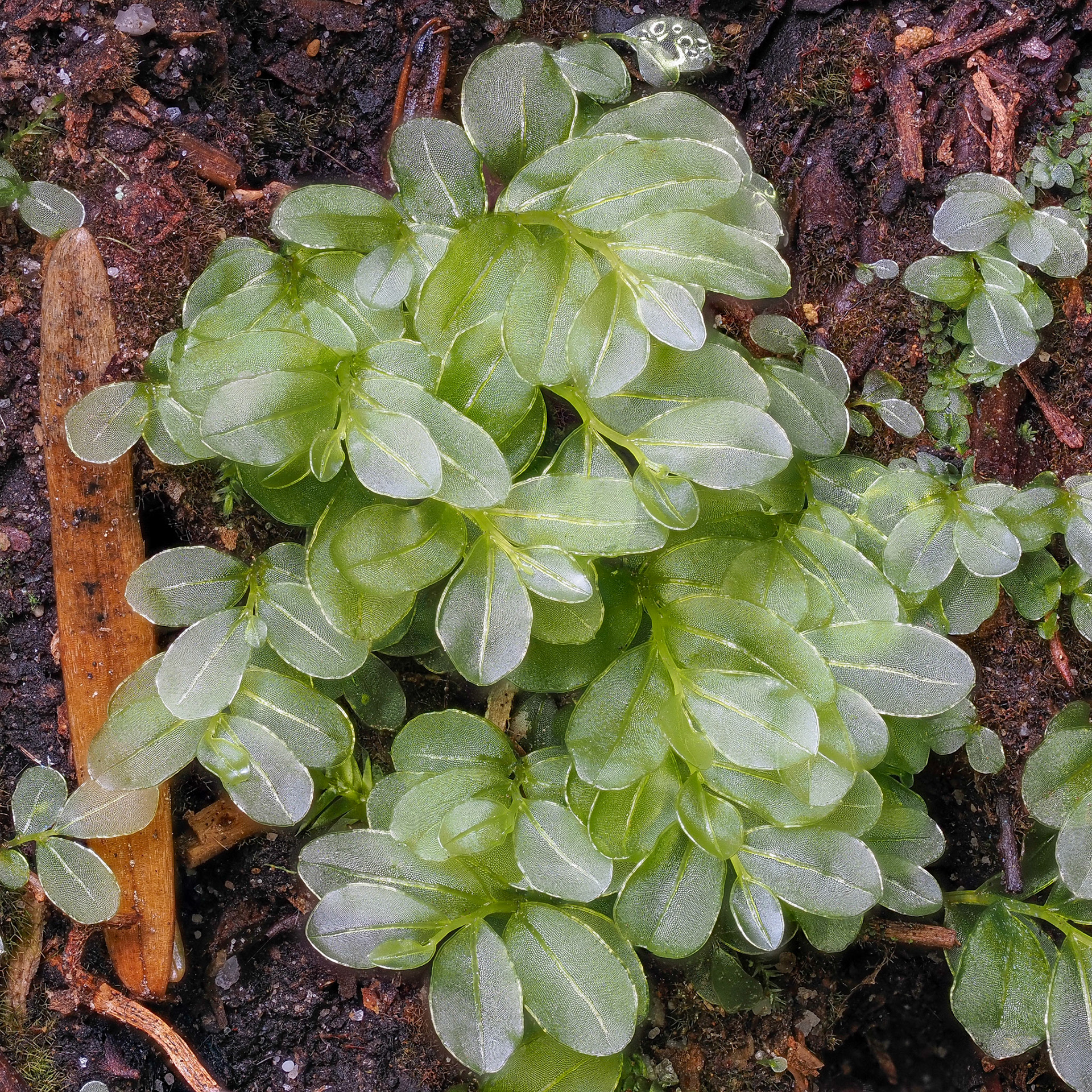 Rhizomnium glabrescens (Mniaceae), on ground in temperate conifer forest, Cypress Falls Park, British Columbia, Canada. 49.3531°N, 123.2387°W. 240m. 23 May 2023.