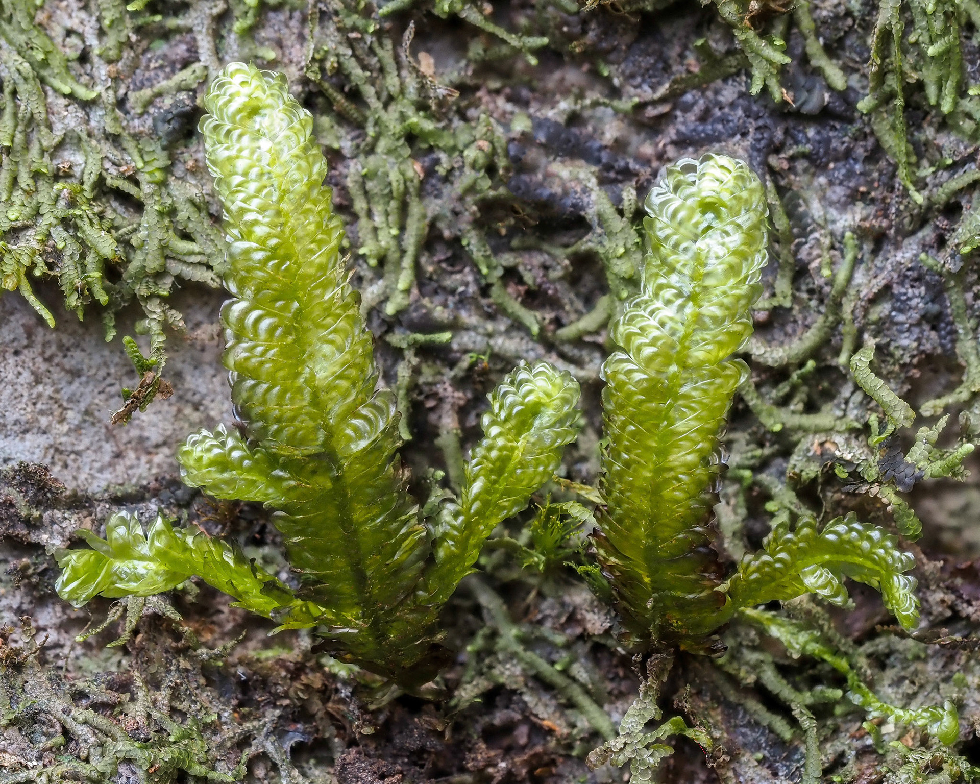 Neckeromnion lepineanum (Neckeraceae), on boulder in lowland tropical forest (595 m), Piton Montvert, La Réunion. 28 April 2022.
