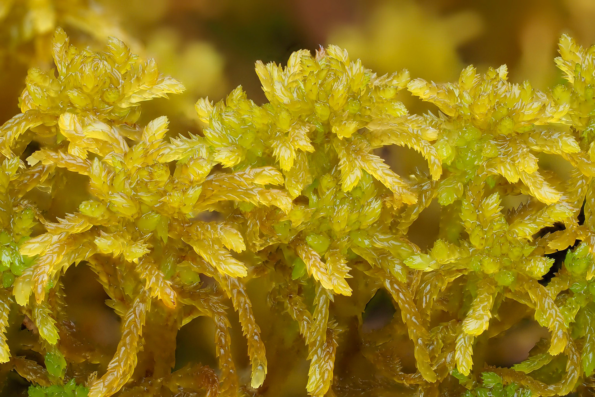 Sphagnum miyabeanum (Sphagnaceae), at edge of runnel in mire, Clearwater Valley, British Columbia, Canada. 52.1098°N, 120.1922°W. 710m. 18 May 2023.