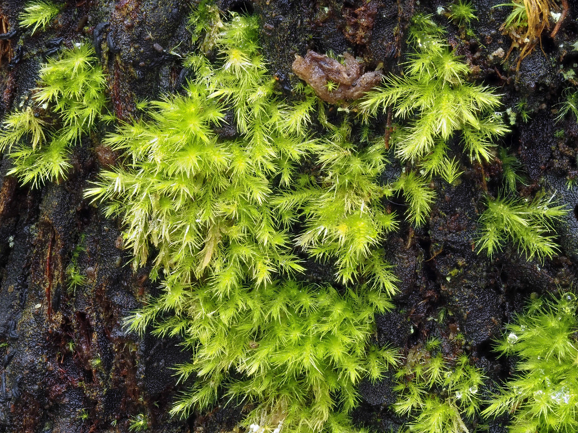 Rhizofabronia persoonii (Rhizofabroniaceae), on tree-trunk in montane tropical cloud forest (1370 m), Piton Bébour, La Réunion. 21 April 2022.