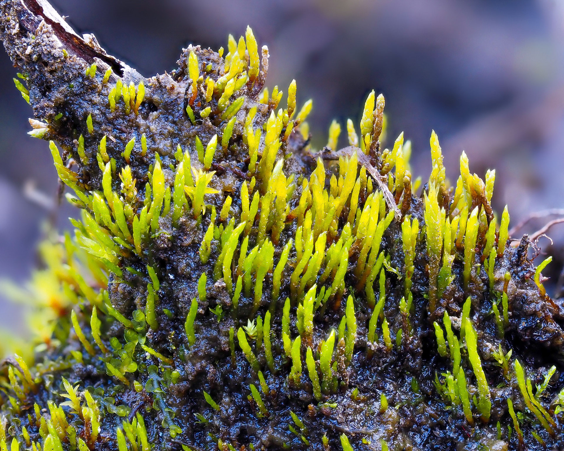 Aongstroemia longipes (Dicranaceae/Aongstroemiaceae) on moist soil in braided river plain, Hverfisfljót, Iceland