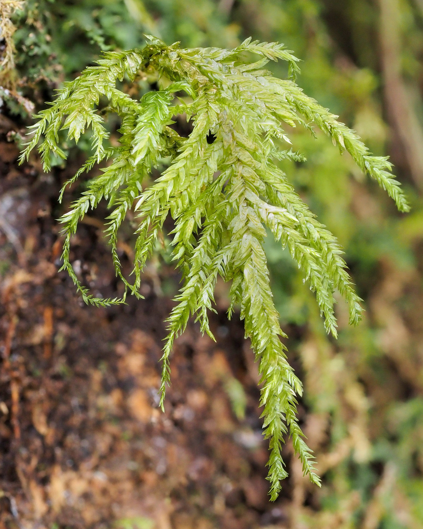 Porotrichum madagassum (Neckeraceae) on tree-trunk in southern Afrotemperate forest, Jubilee Creek, Goudveld Forest, Garden Route National Park, Western Cape, South Africa. 22 September 2022.