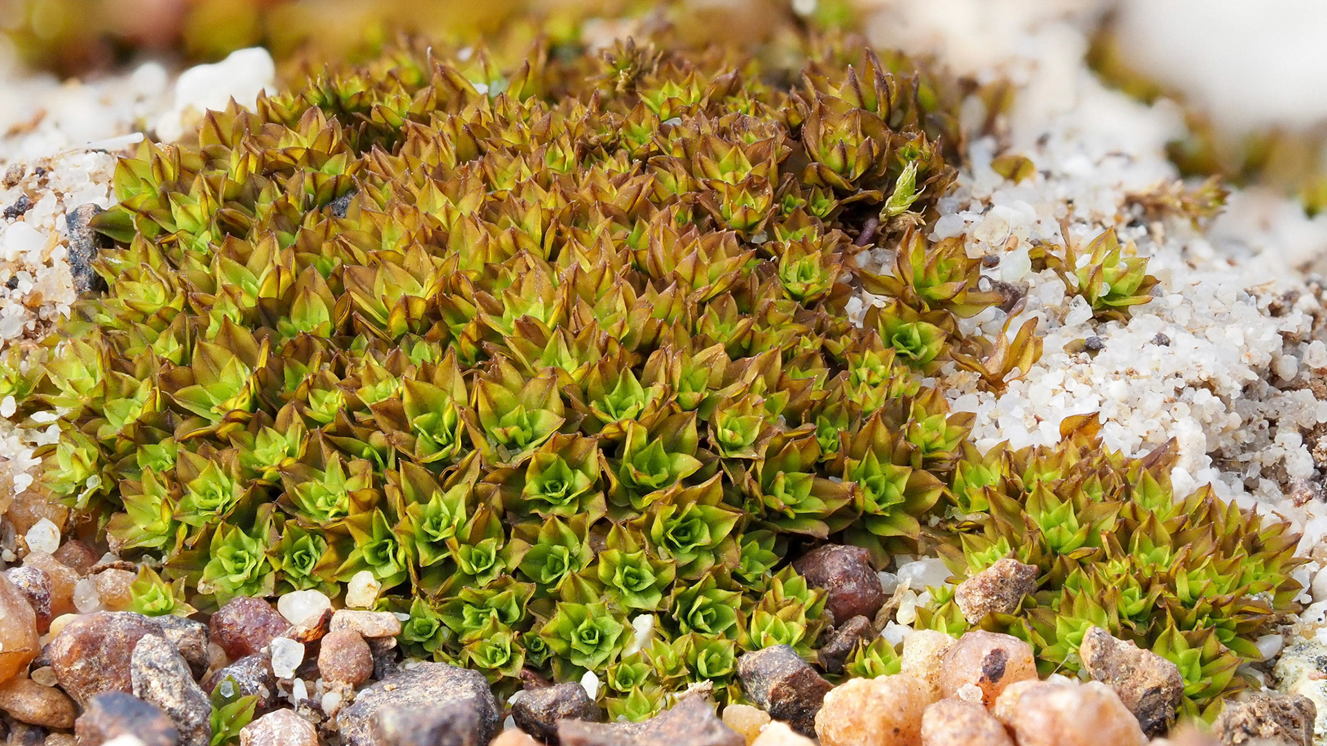 Hennediella longipedunculata (Pottiaceae) on soil in strandveld, West Coast National Park, Western Cape, South Africa. 29 September 2022.