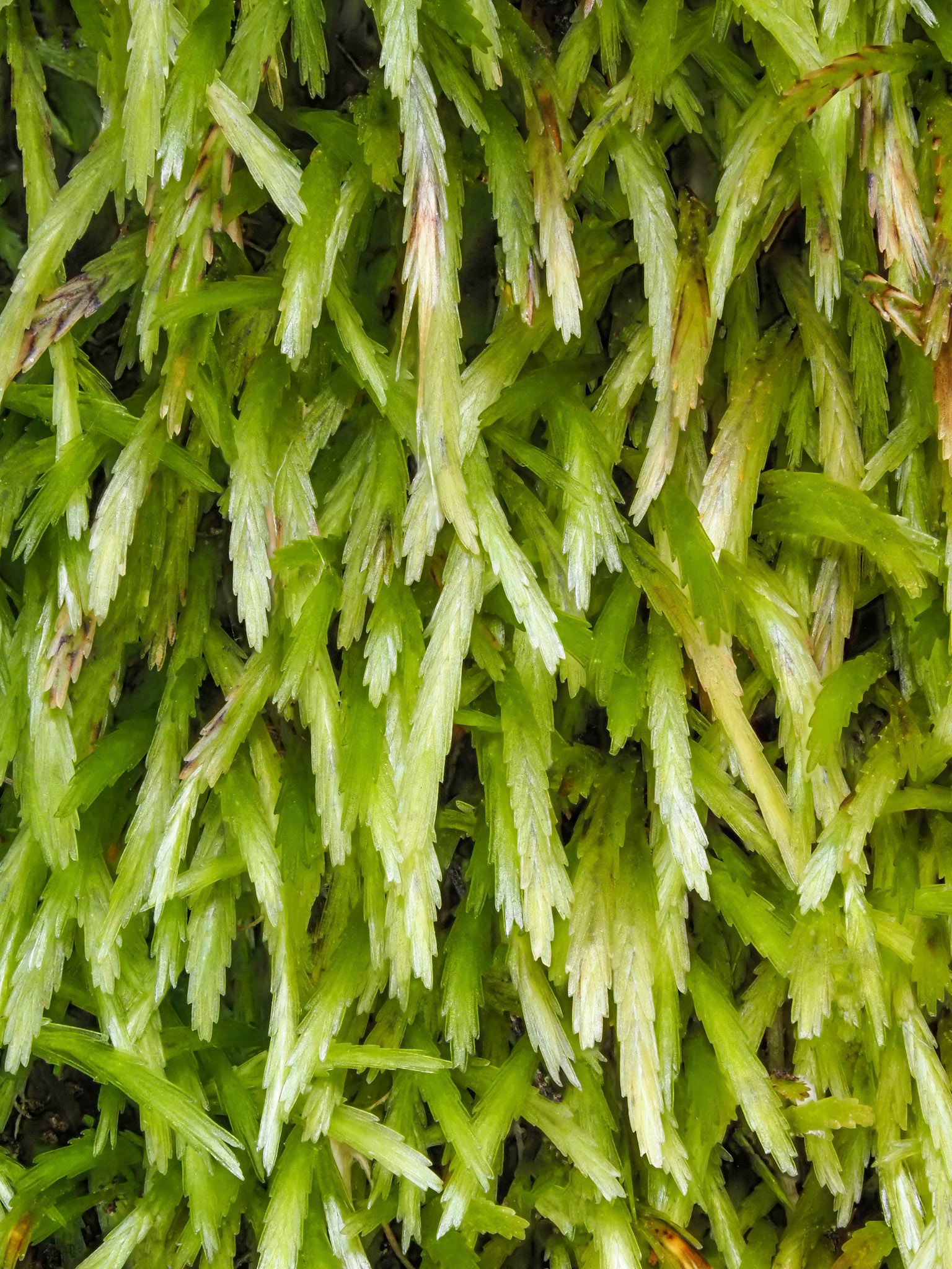 Bryoxiphium madeirense (Bryoxiphiaceae) on rock wall at edge of subtropical laurel forest, Lomdo do Mouro, Madeira