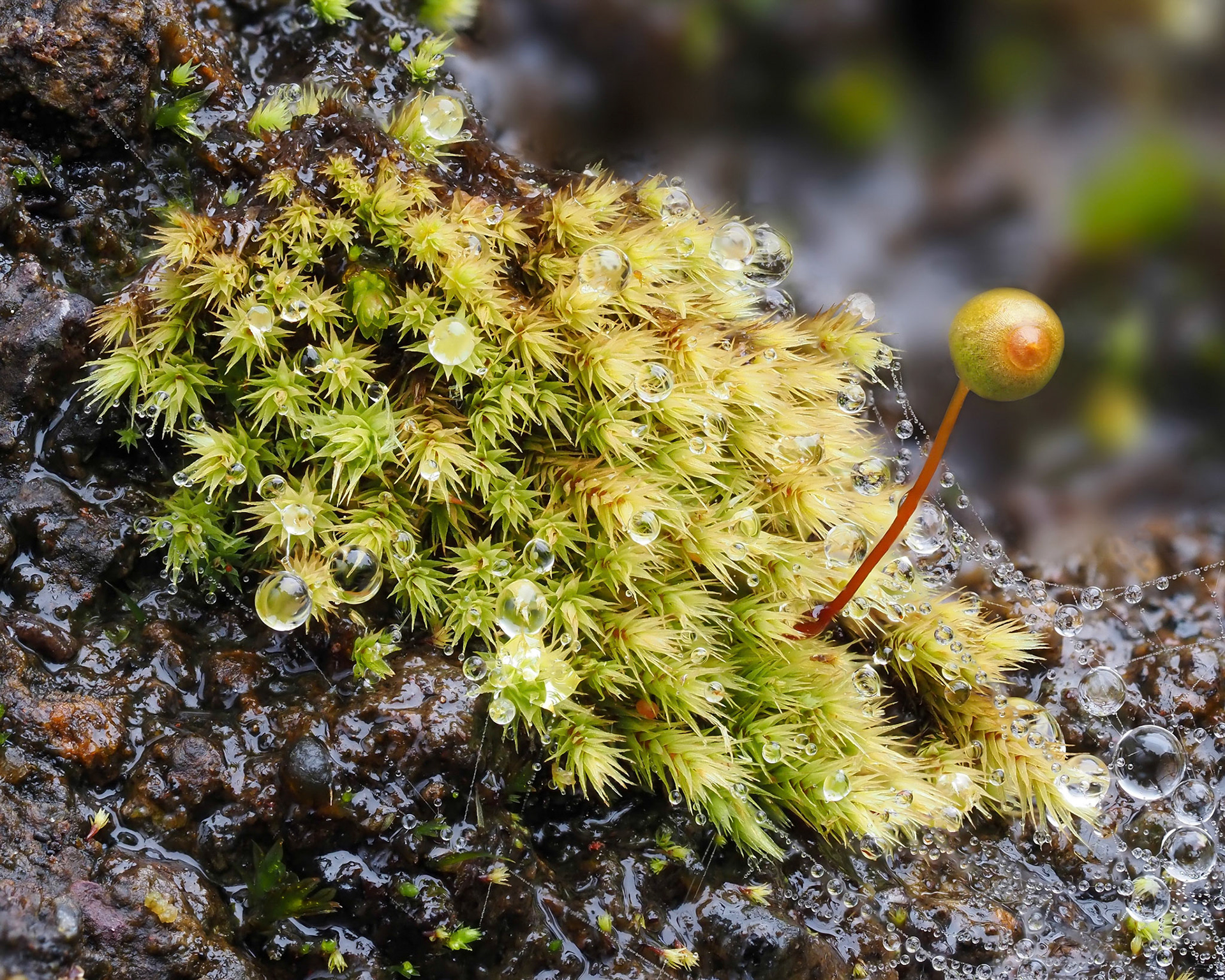 Philonotis rigida (Bartramiaceae) in seepage over rock outcrop at edge of subtropical laurel forest, Lomdo do Mouro, Madeira. Note axillary propagules dispersed below colony.