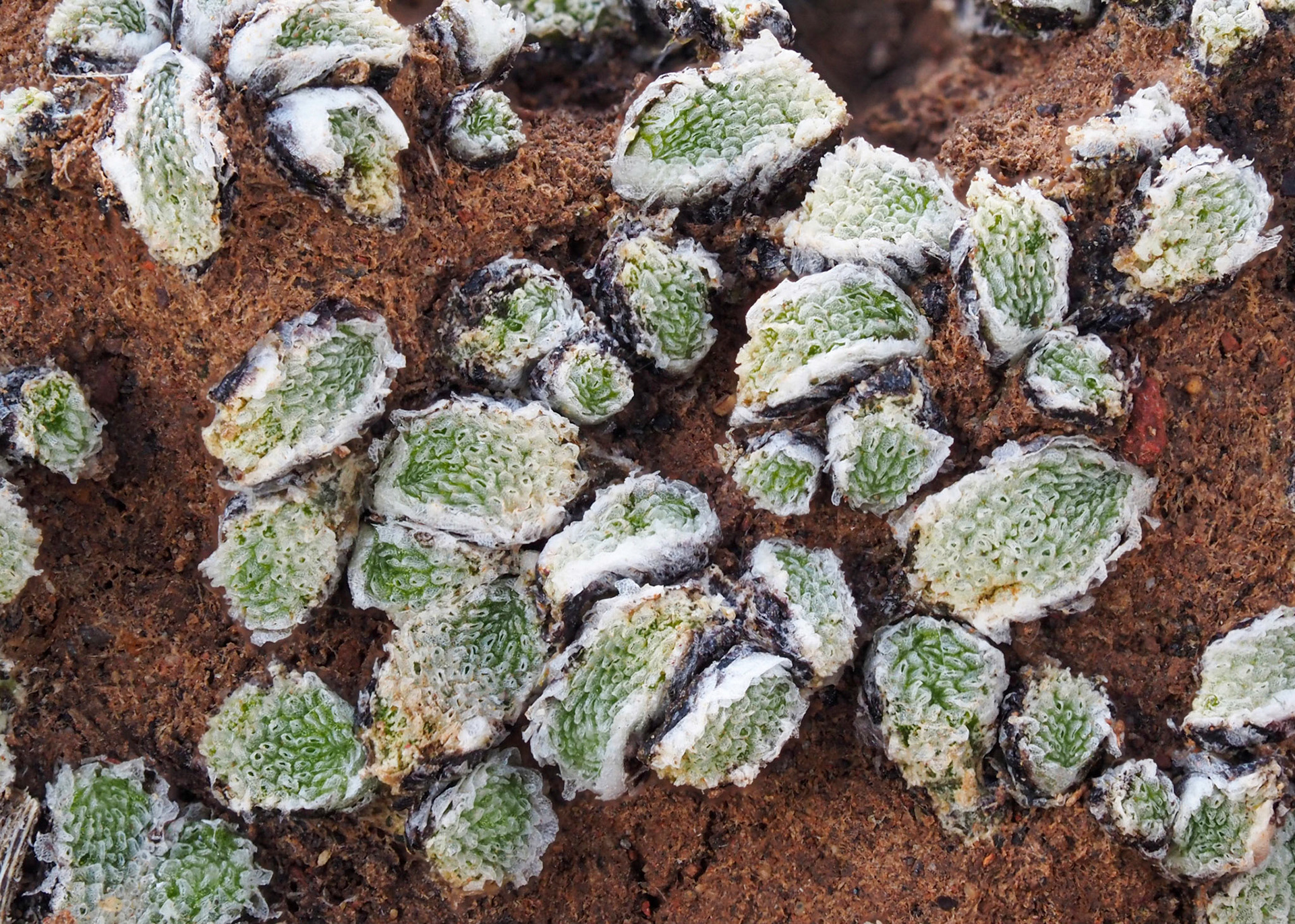 Exormotheca pustulosa (Corsiniaceae) on thin soil between rocks on open rocky slope, São Lourenço, Madeira