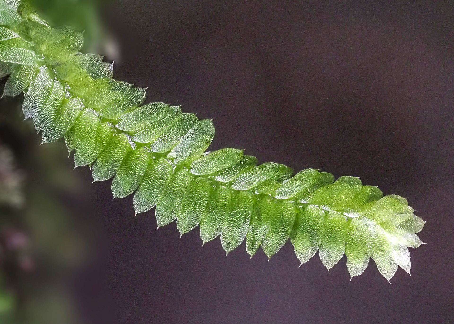 Tetrastichium fontanum (Leucomiaceae) on rock outcrop beside stream in subtropical laurel forest, Levada do Rei, Madeira