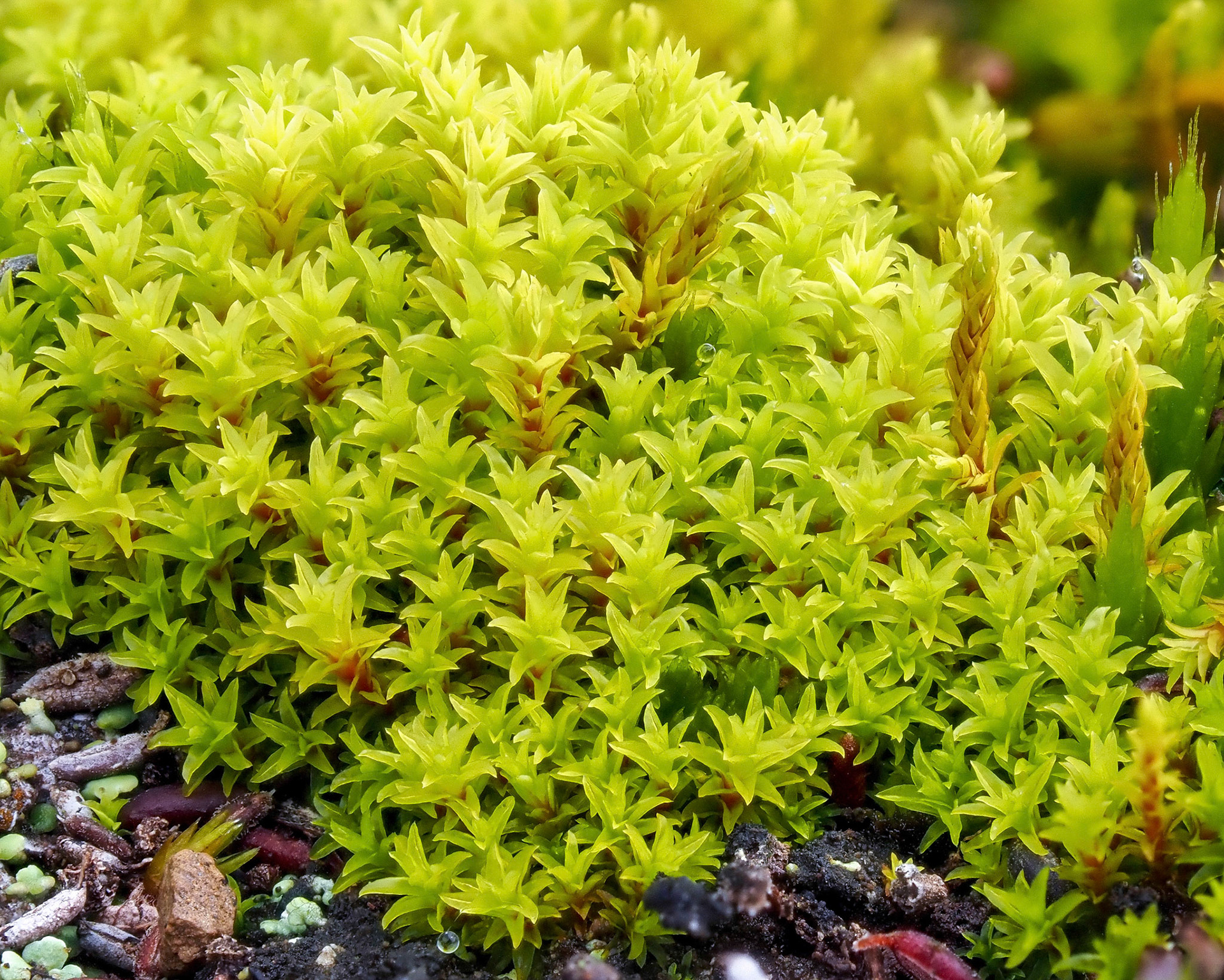 Leptodontium stellatifolium (Pottiaceae), on gravelly ground beside track in montane tropical heath (1735 m), Piton Tortue, La Réunion. 24 April 2022.
