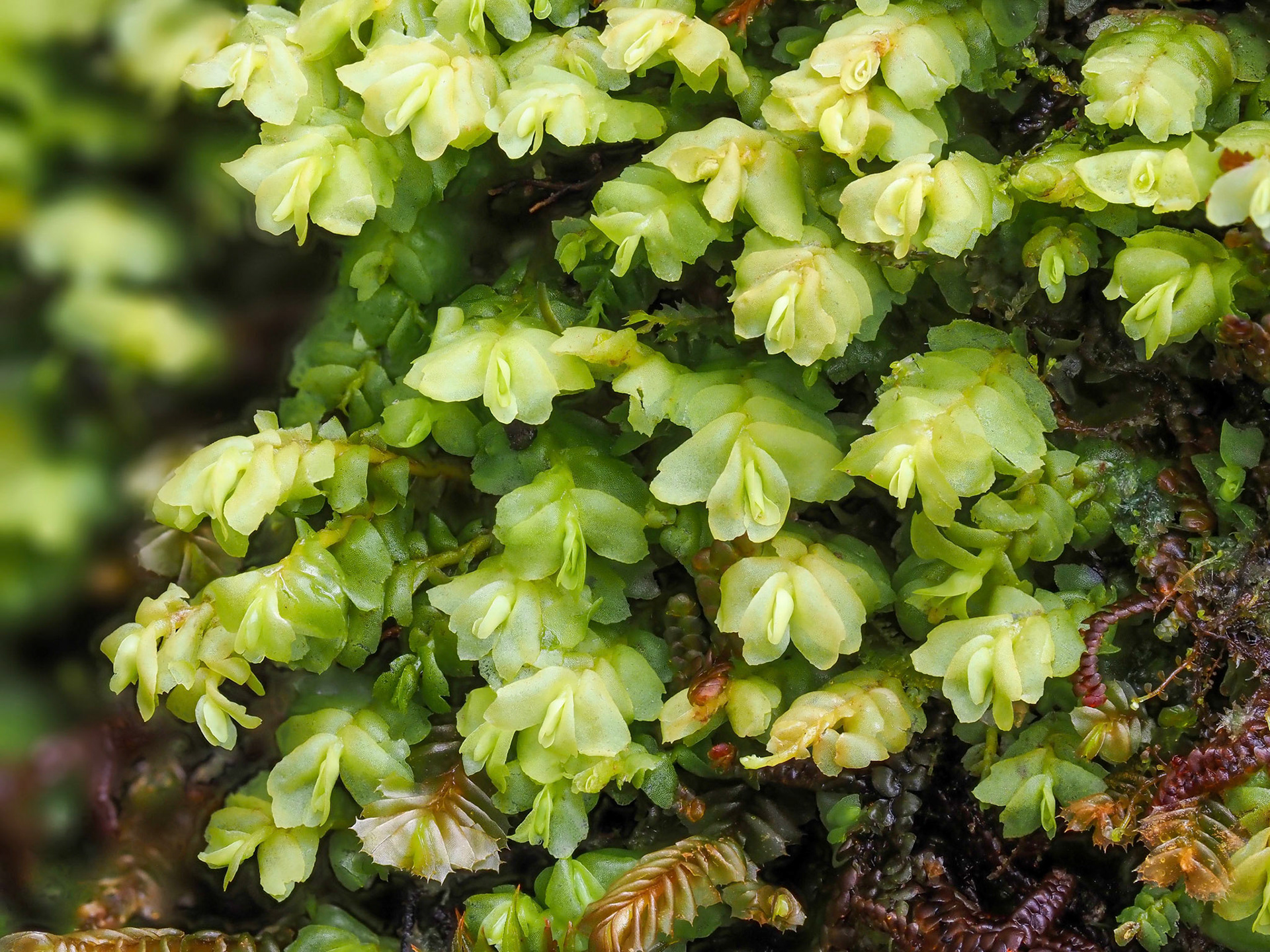 Acrobolbus madeirensis (Acrobolbaceae) on base of low cliff in subtropical laurel forest, Fanal, Madeira