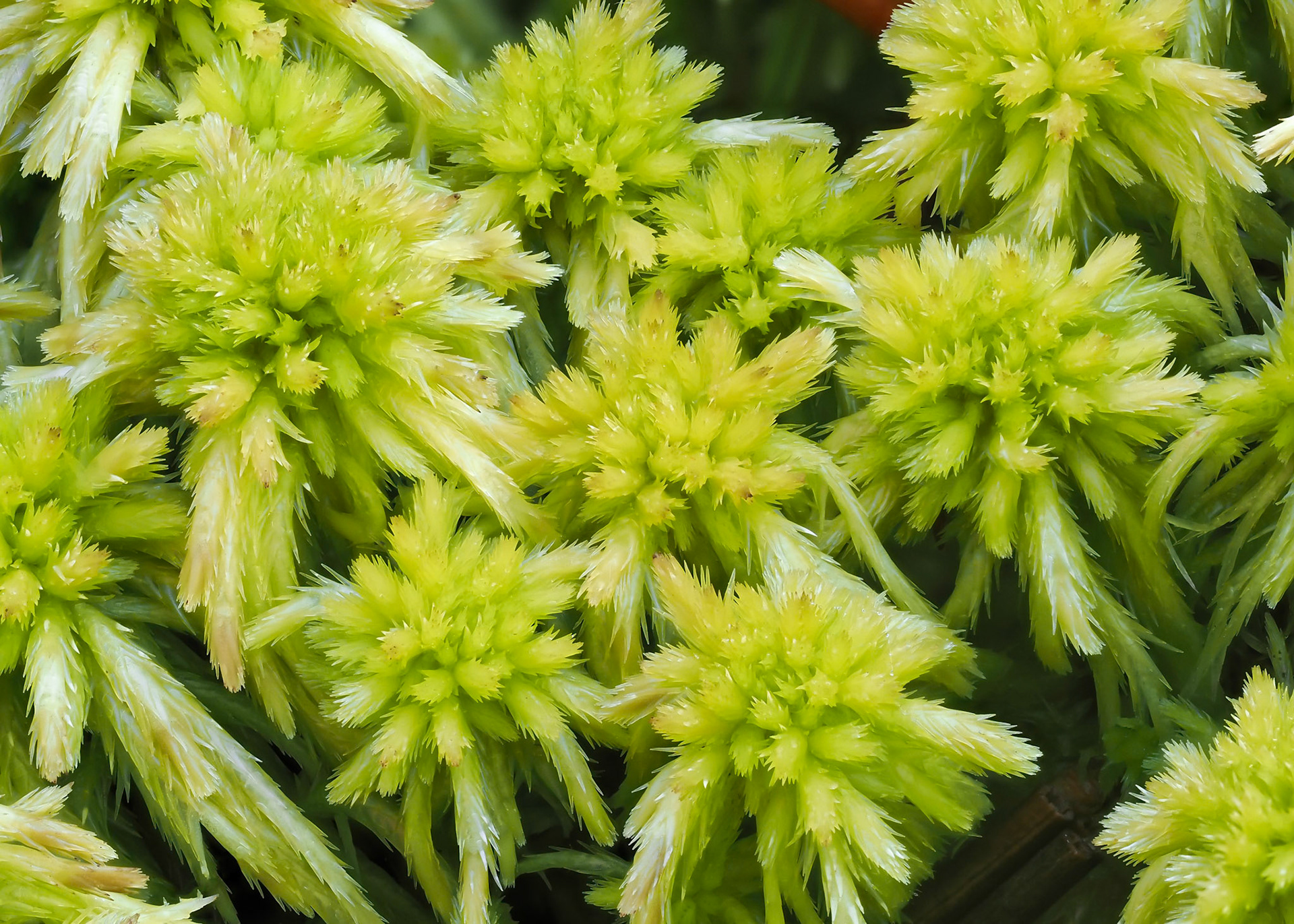 Sphagnum falcatulum Besch. (Sphagnaceae), In shrubby mire beside estuary, Vodudahue, Los Lagos, Chile. Alt: 10m. Lat: -42.4735, Lon: -72.3939. 10 January 2024.