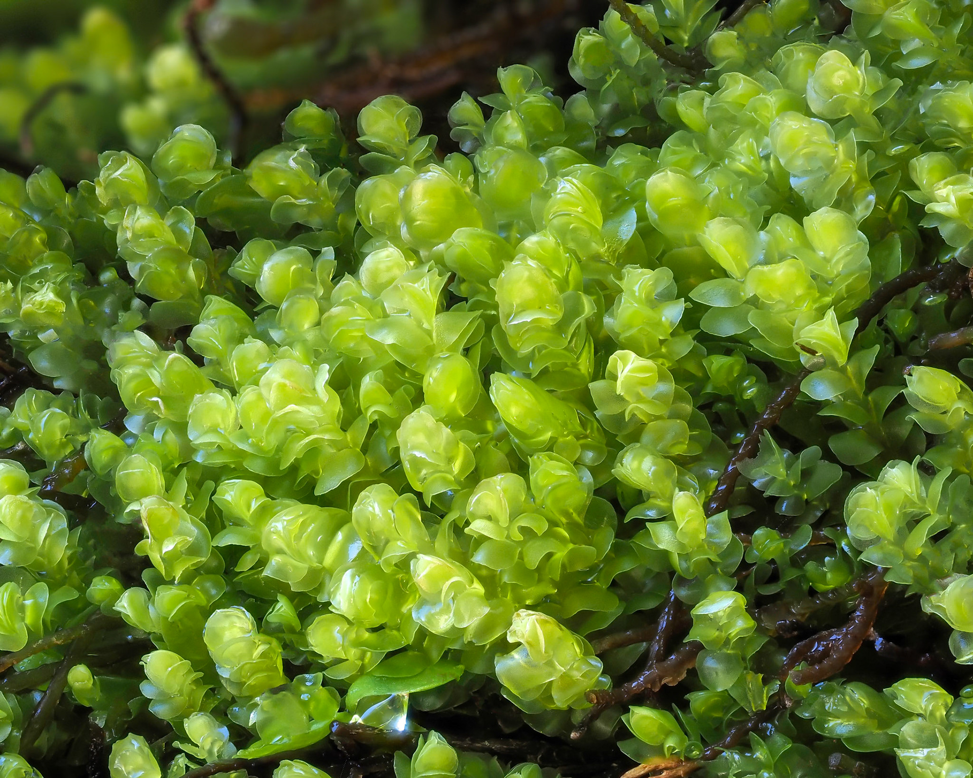 Pachyglossa gottscheoides (Besch. and C. Massal.) L. Söderstr. (Lophocoleaceae), On rockface beside cascade in river in Valdivian temperate forest, Vodudahue, Los Lagos, Chile. Alt: 50m. Lat: -42.4719, Lon: -72.3865. 11 January 2024.
