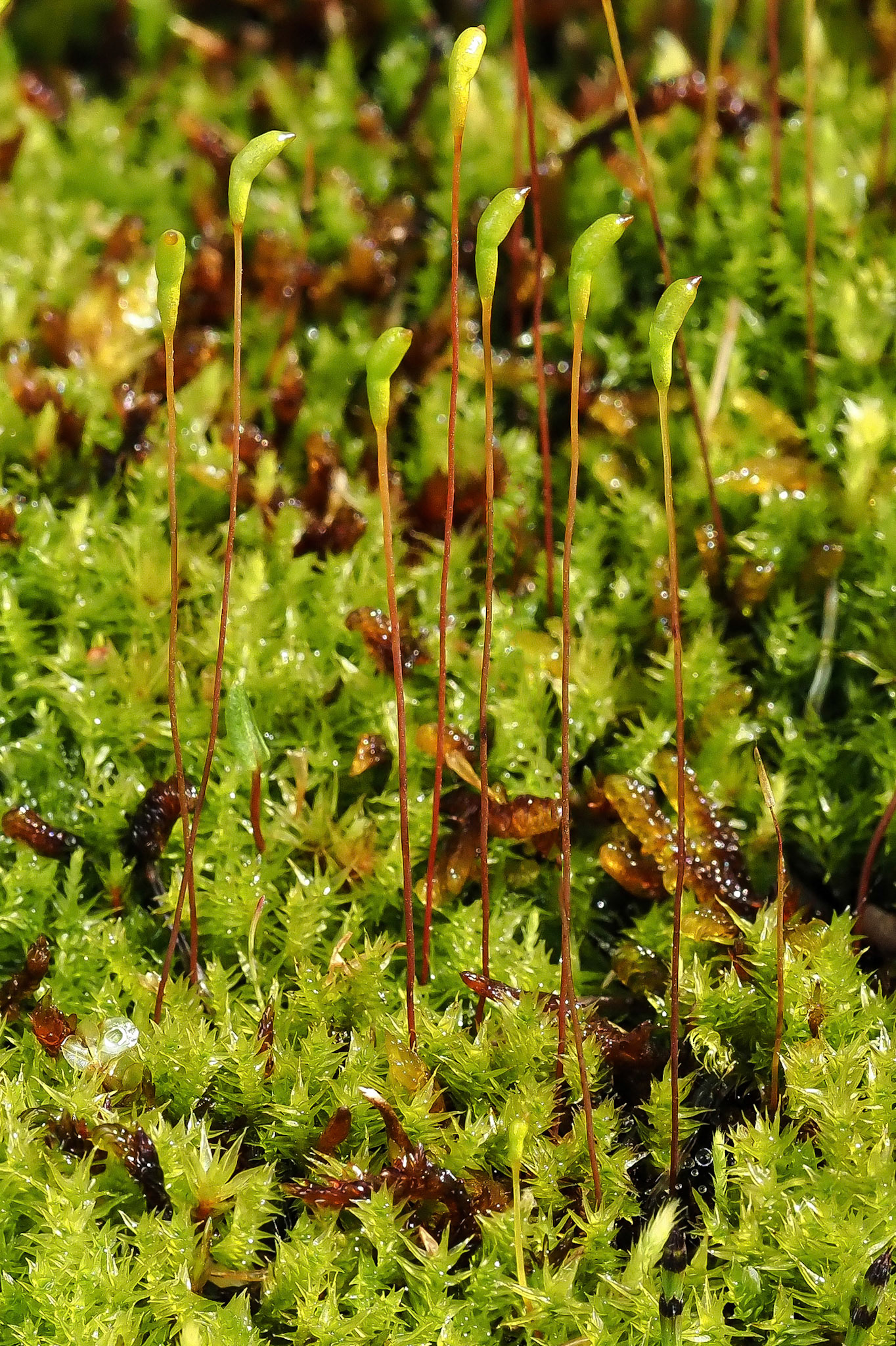 Meesia triquetra (Meesiaceae) in mineral-rich mire in braided river plain, Hverfisfljót, Iceland