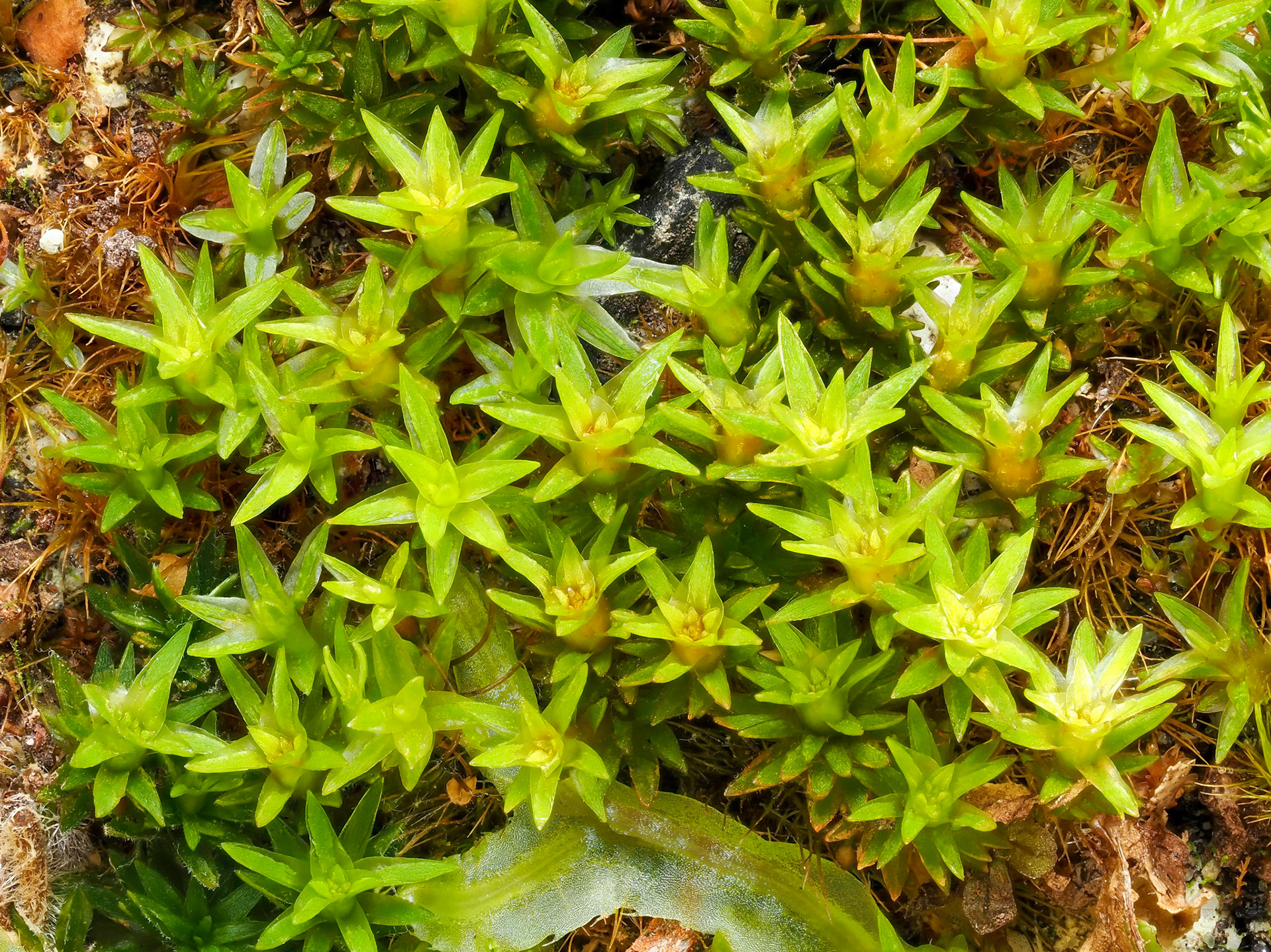 Itatiella canaliculata (Hook. and Arn.) N.E. Bell and Hyvönen (Polytrichaceae), Vertical soil bank of drainage ditch at edge of Valdivian temperate forest, Vodudahue, Los Lagos, Chile. Alt: 10m. Lat: -42.4828, Lon: -72.3883. 12 January 2024.