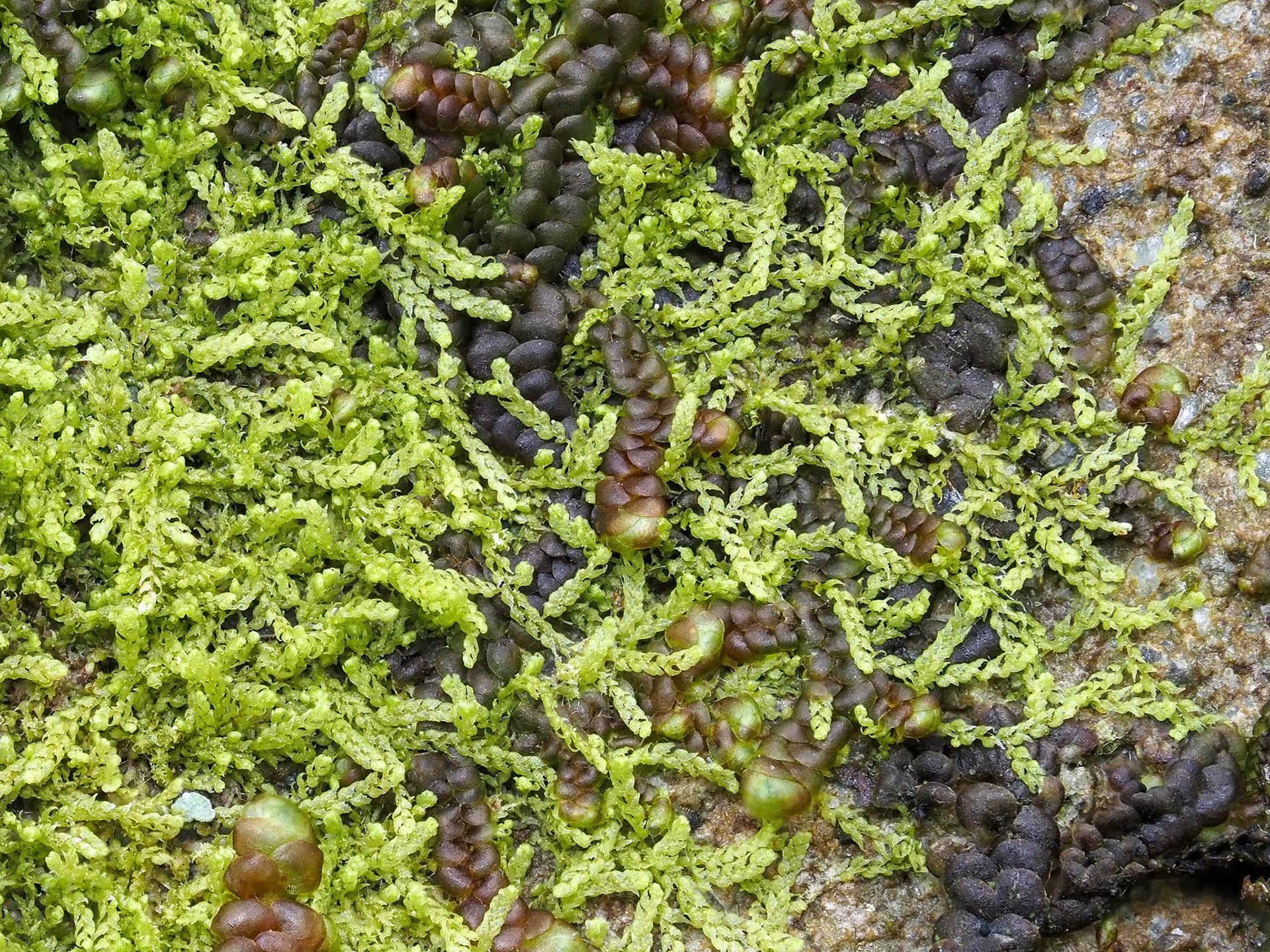 Drepanolejeunea hamatifolia (Lejeuneaceae) with Frullania tamarisci (Frullaniaceae), on rock outcrop in temperate deciduous woodland, Coed Crafnant, Merionethshire, Wales. 16 June 2022.