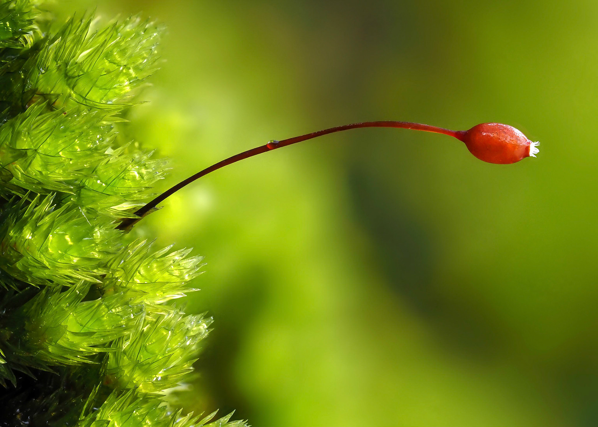 Leucodon treleasei (Leucodontaceae) on tree trunk at edge of subtropical laural forest, Chão dos Louros, Madeira