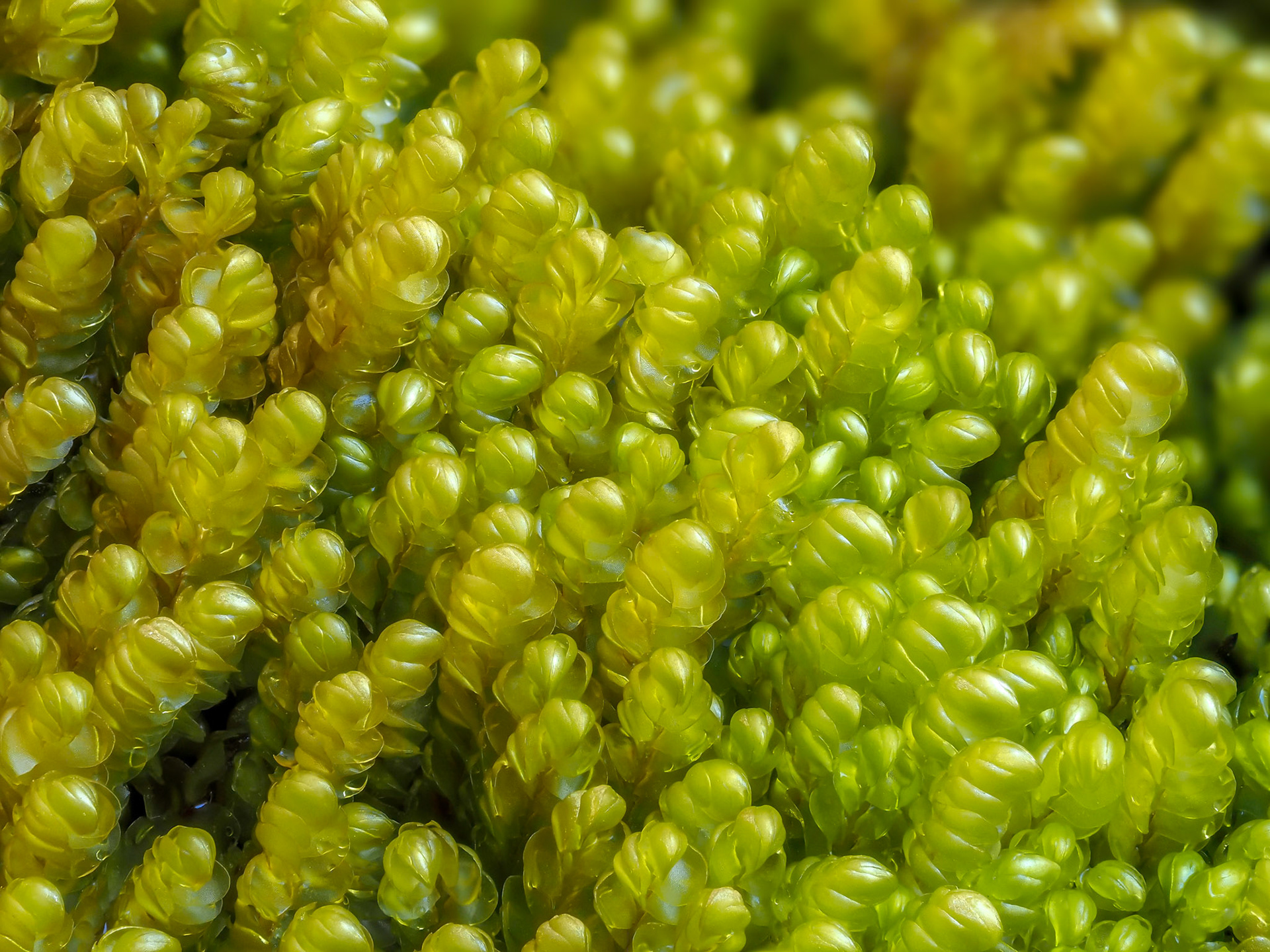 Clasmatocolea humilis (Hook. f. and Taylor) Grolle (Lophocoleaceae), On sloping rockface beside river in Valdivian temperate forest, Vodudahue, Los Lagos, Chile. Alt: 50m. Lat: -42.4719, Lon: -72.3865. 11 January 2024.