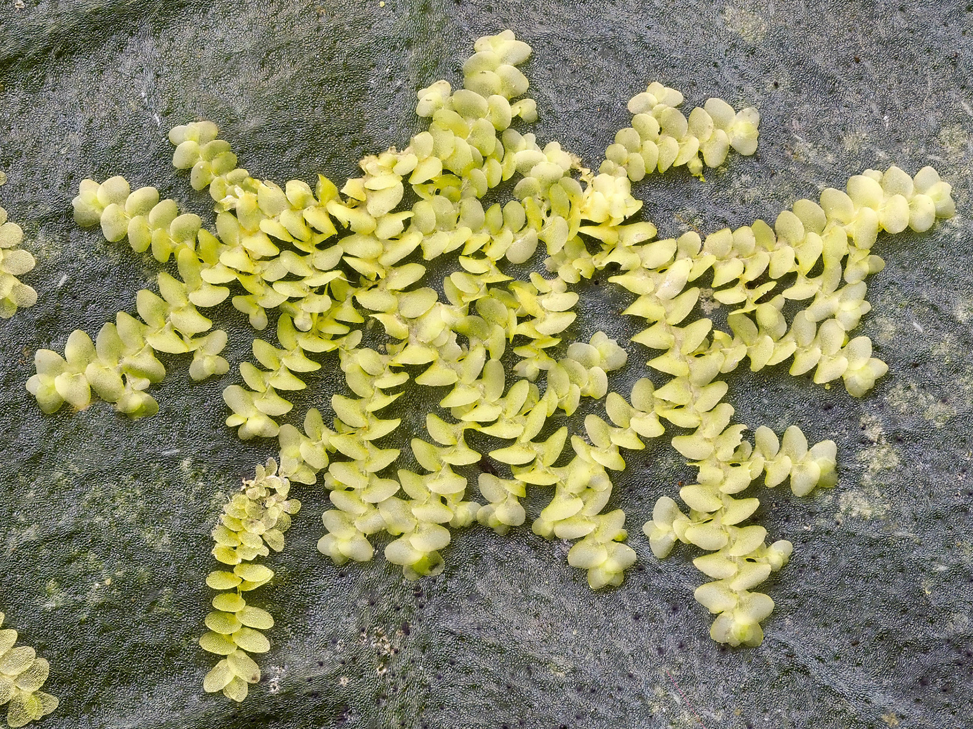 Radula stenocalyx (Radulaceae), epiphyllous on tall herb in plantation of Cryptomeria japonica (865 m), Forêt de Rond, La Réunion. 28 April 2022.