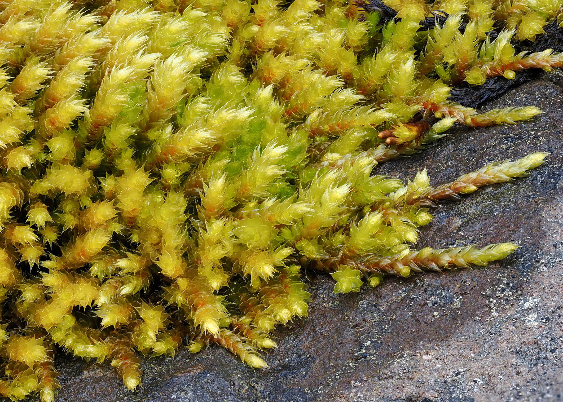 Antitrichia curtipendula (Leucodontaceae) on boulder in glacial moraine, Skaftafell, Iceland