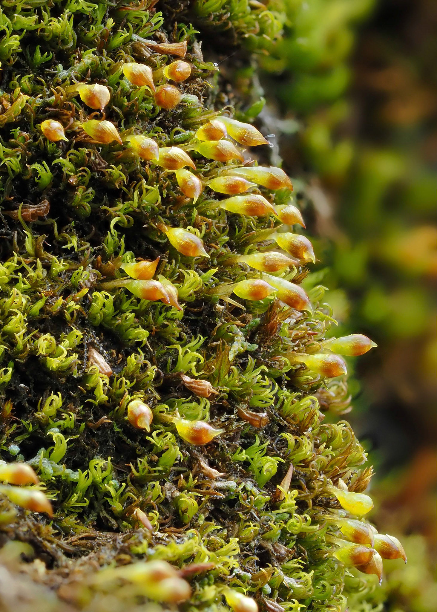 Amphidium lapponicum (Rhabdoweisiaceae) on low rock cliff, Skógafoss, Iceland