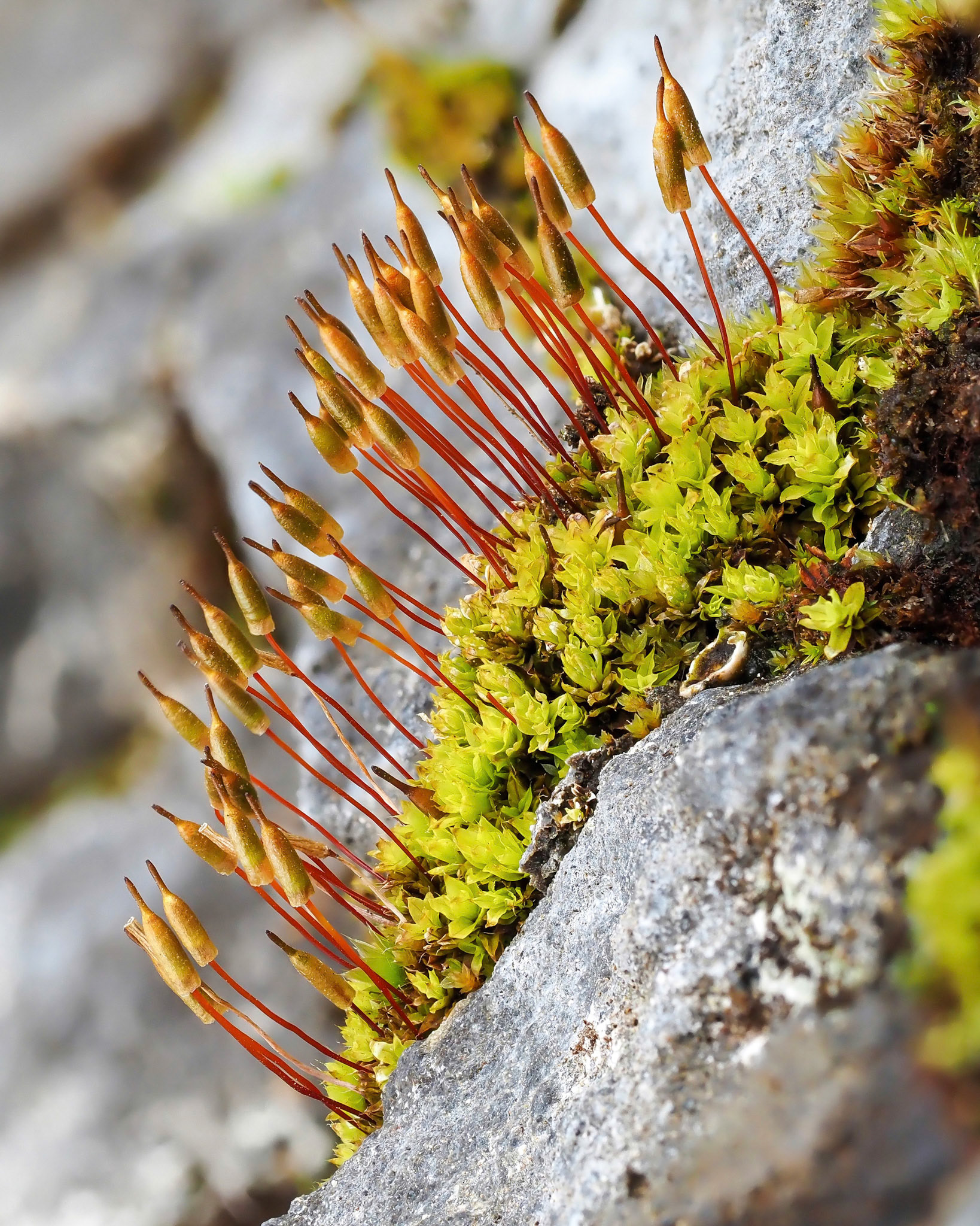 Encalypta rhaptocarpa (Encalyptaceae) in rock crevice at base of cliff beside river in wide gorge with Racomitrium heath and scattered boreal birch forest, Botnsdalur, Iceland. 64.3829°N, 21.2654°W. 130m. 7 July 2021. Also Bryum sp.