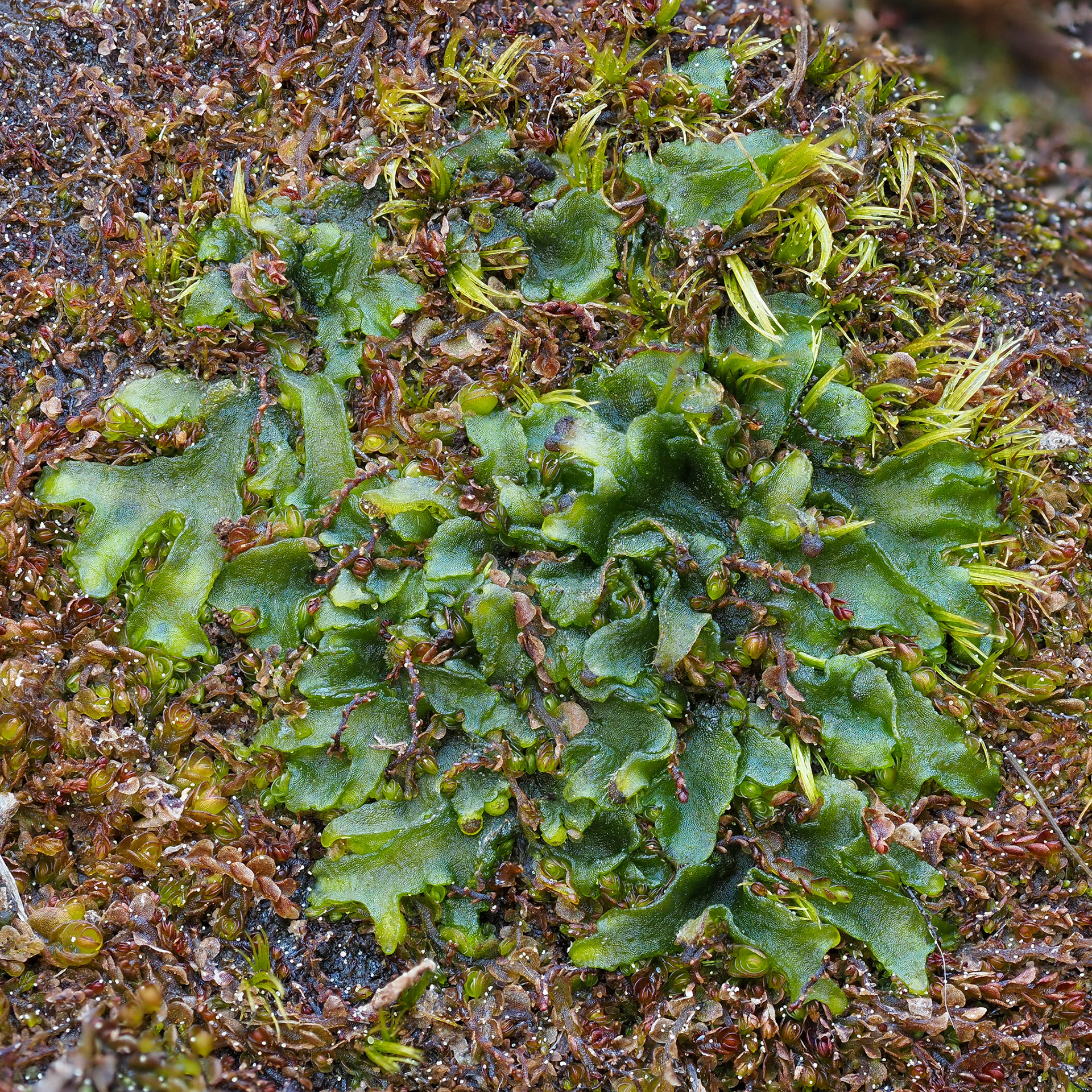 Phymatoceros phymatodes (Phymatocerotaceae), on soil along informal track in temperate coniferous forest, East Sooke Regional Park, Vancouver Island, British Columbia, Canada. 48.3145°N, 123.6476°W. 5m. 15 May 2023. With Solenostoma rubrum.