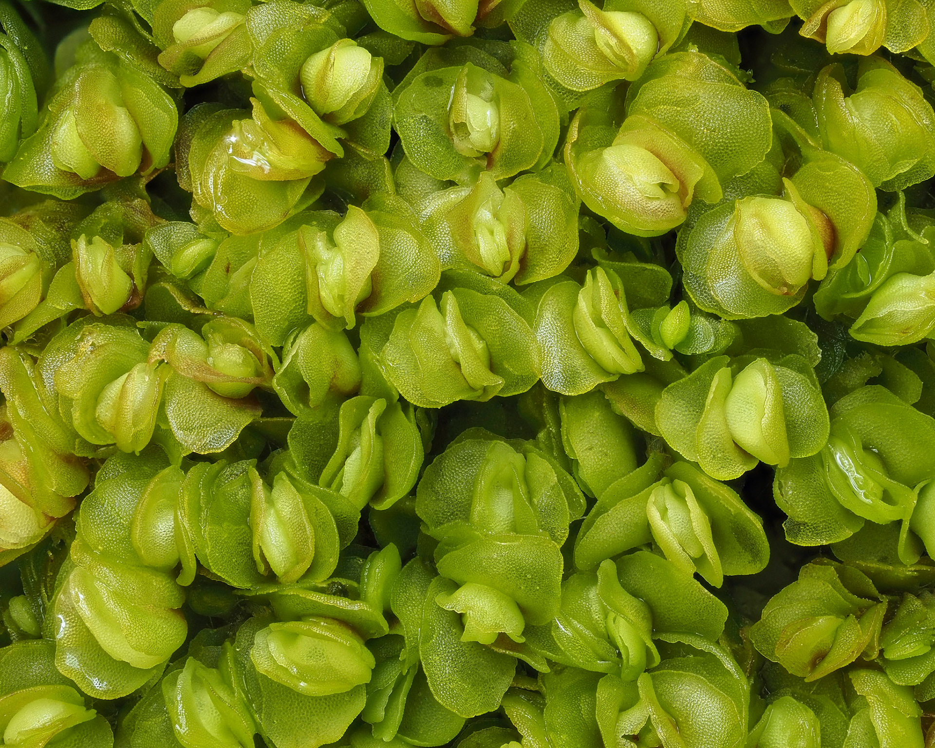 Mylia taylorii (Myliaceae), on shaded limestone cliff face in temperate coniferous forest, near Moresby Camp, Haida Gwaii, British Columbia, Canada. 53.0474°N, 132.0294°W. 15m. 28 May 2023.