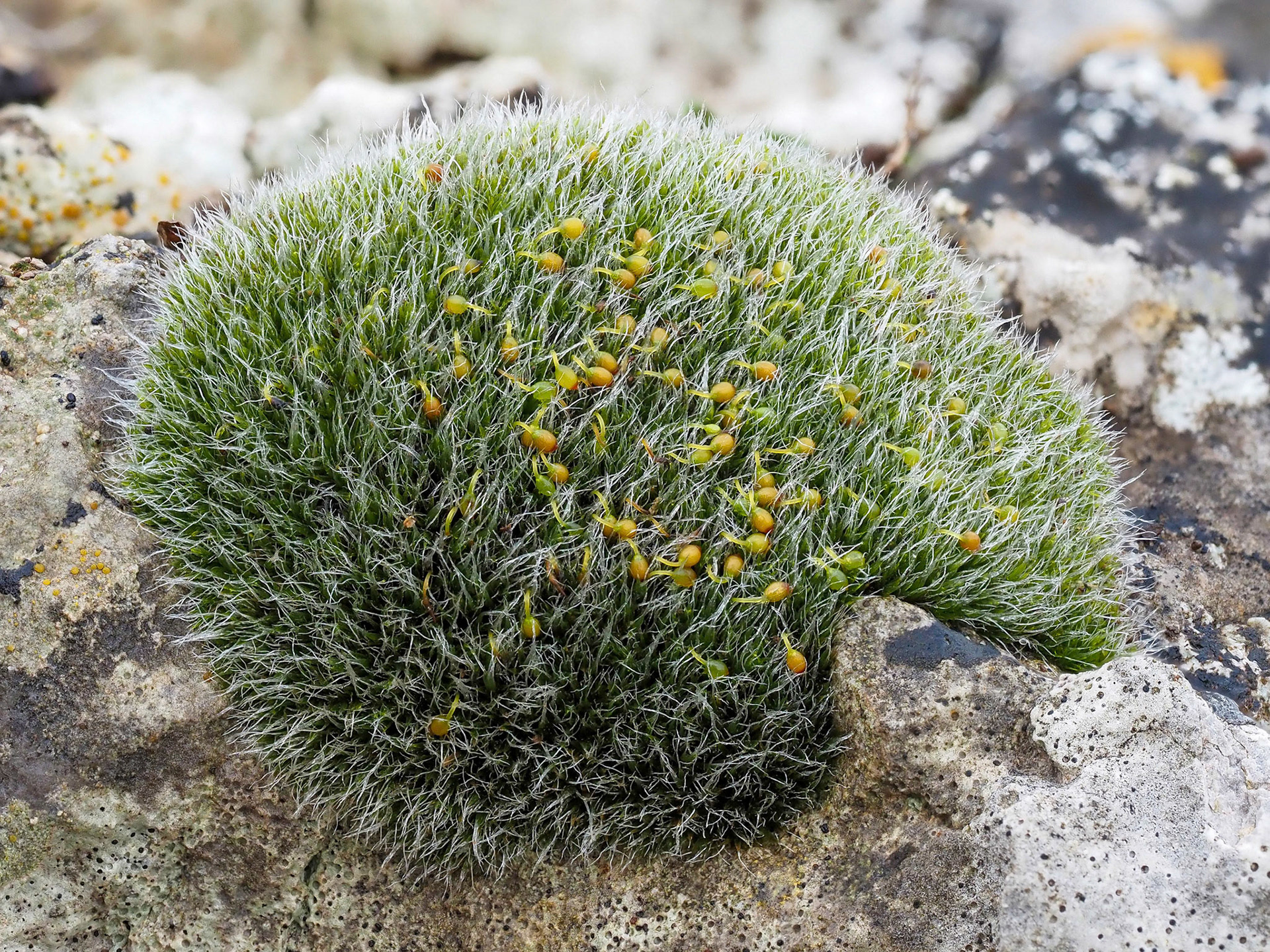 Grimmia orbicularis (Grimmiaceae) on limestone outcrop on coastal headland, Oxwich Point, Glamorganshire, Wales. 2 January 2022.
