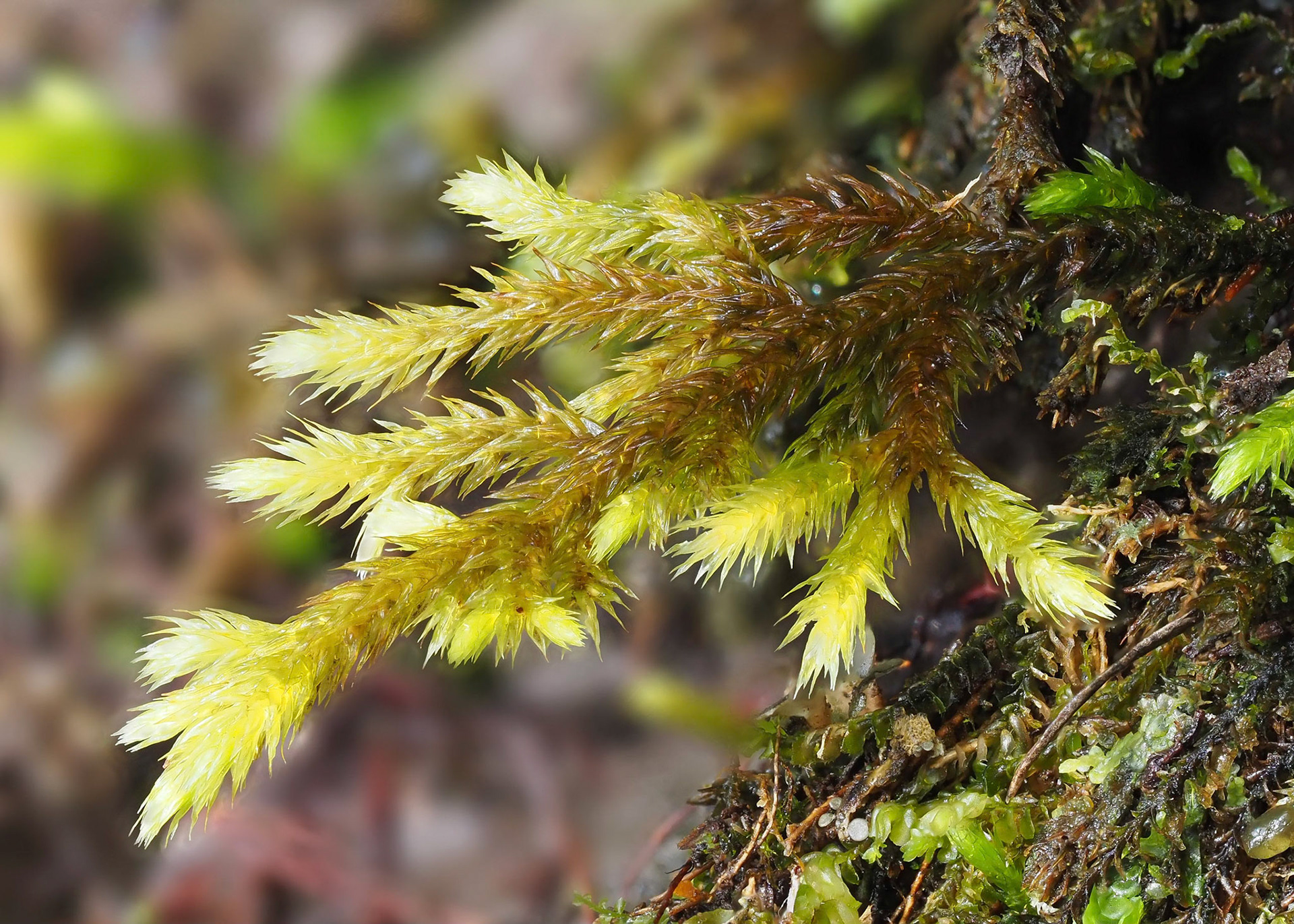 Isothecium prolixum (Lembophyllaceae) on boulder in subtropical laurel forest, Fanal, Madeira