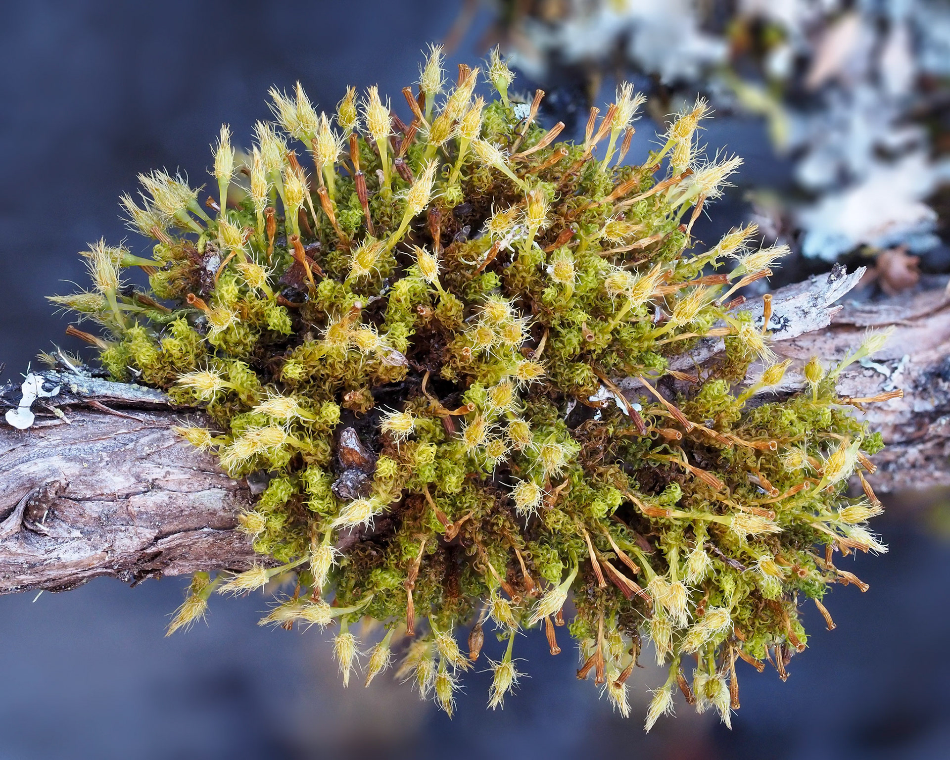 Ulota ecklonii (Orthotrichaceae) on branch of shrub in fynbos, Platteklip Gorge, Table Mountain, Western Cape, South Africa. 2 October 2022.