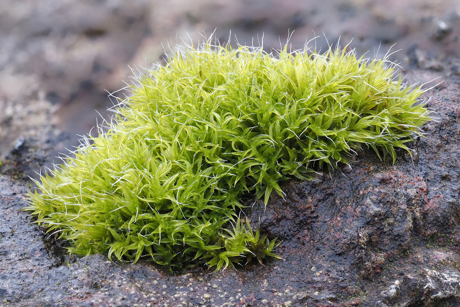 Grimmia lisae (Grimmiaceae) on schist outcrop in coastal grassland, Lizard Point, West Cornwall, England, UK. 2 March 2023.