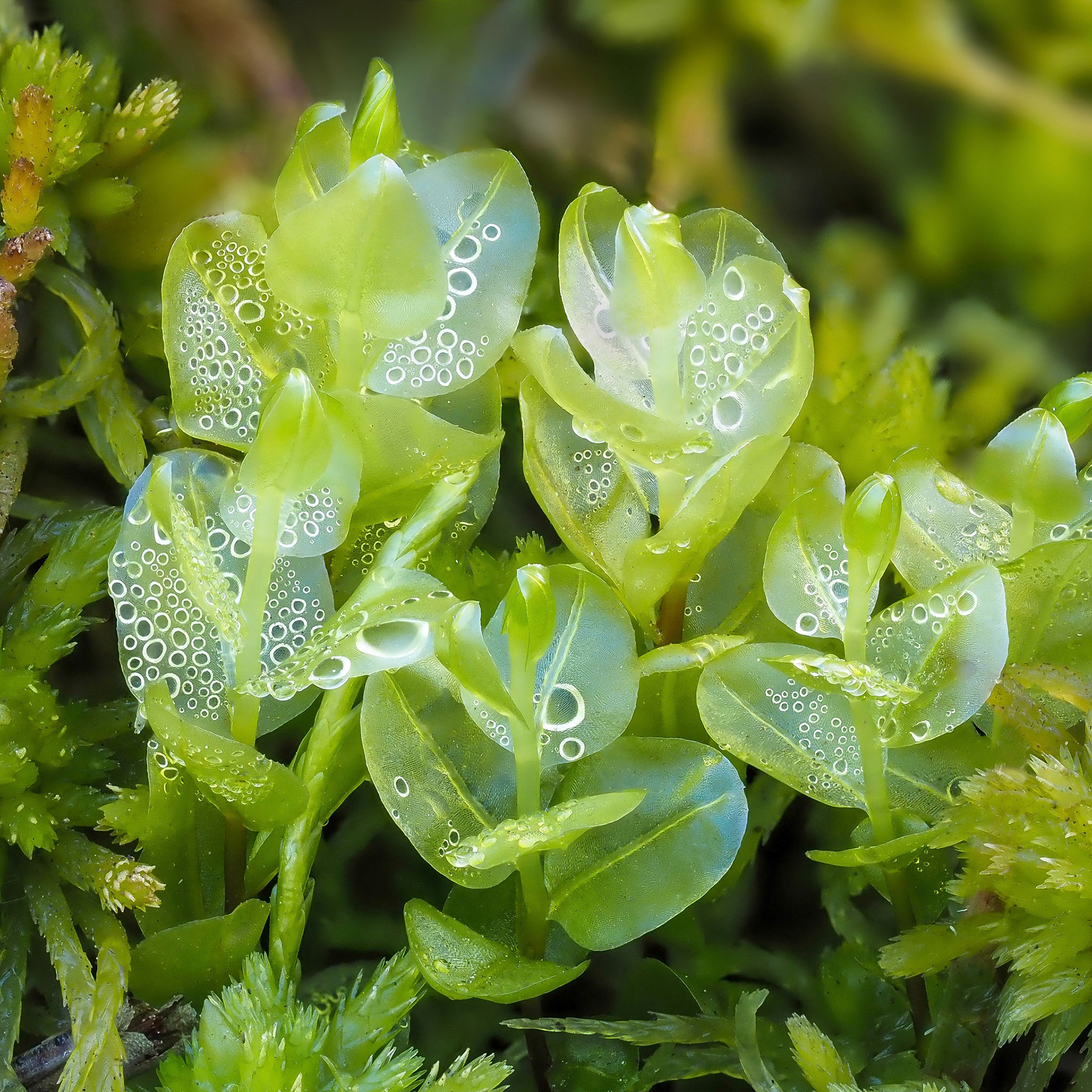 Pseudobryum cinclidioides (Mniaceae) in mire, Fjaðrárgljúfur, Iceland