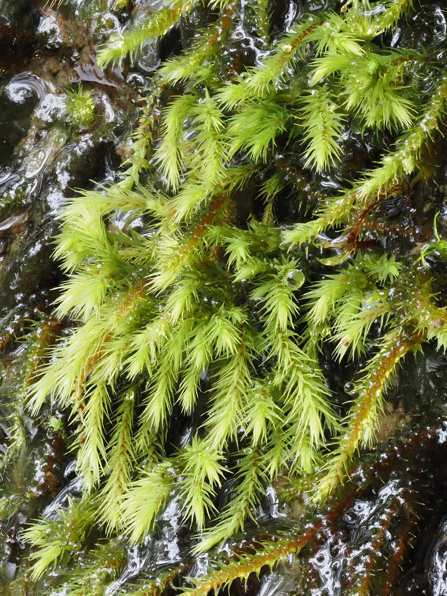 Philonotis rigida (Bartramiaceae), on damp wall of glacial till beside river in woodland, Coed Cors y Gedol, Merionethshire, Wales. 6 October 2021.