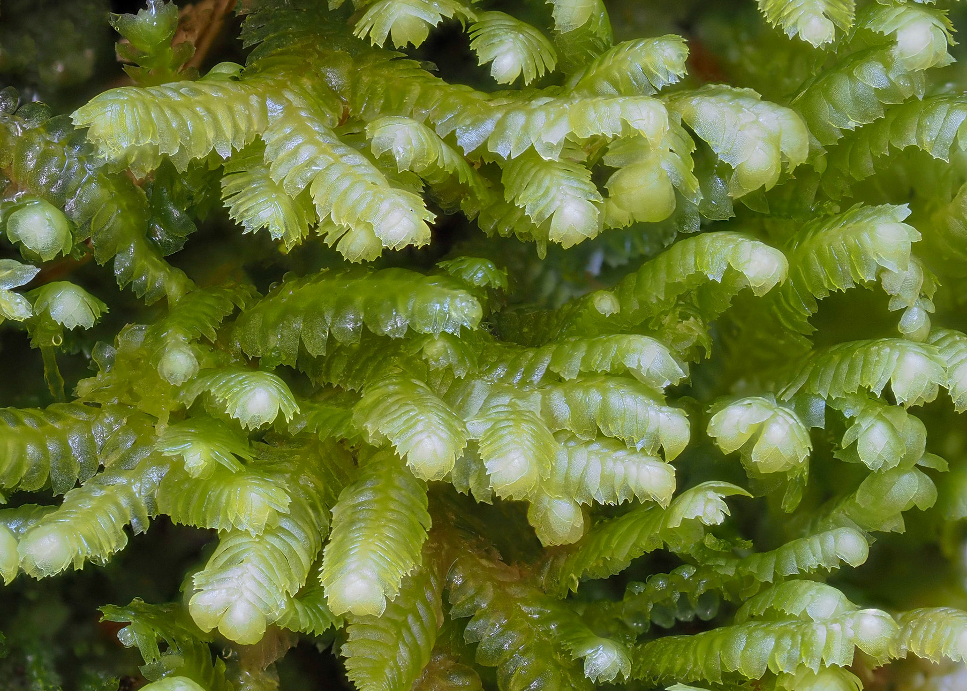 Bazzania tricrenata (Lepidoziaceae), on trunk of conifer in temperate coniferous forest, near Yakoun Lake, Haida Gwaii, British Columbia, Canada. 53.3550°N, 132.2860°W. 110m. 26 May 2023.
