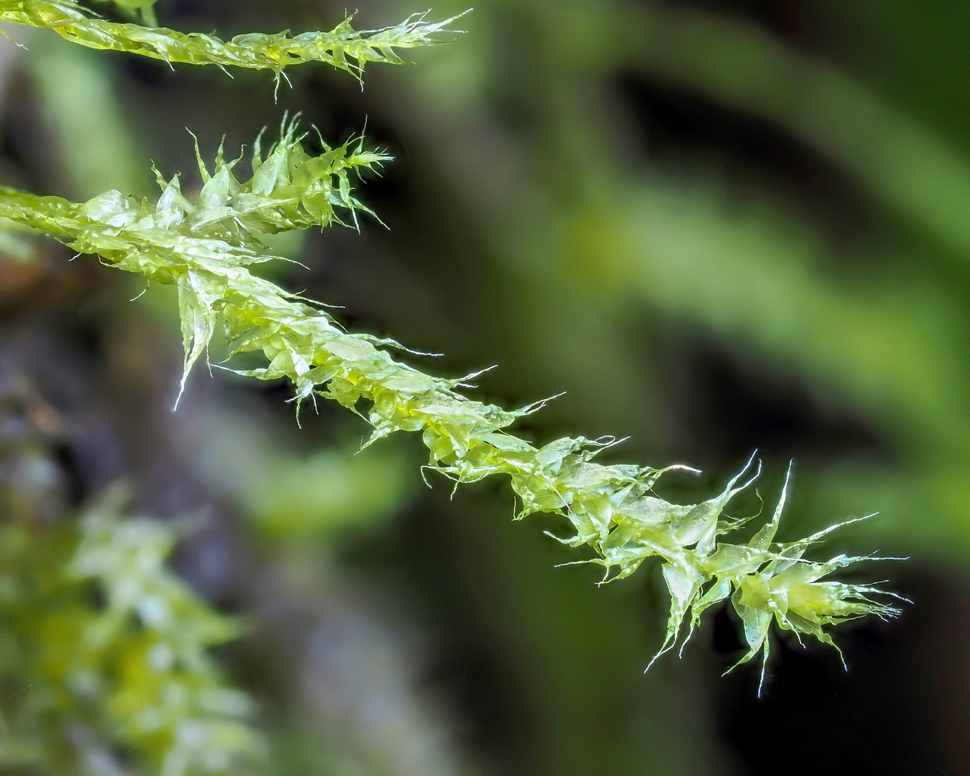 Aerobryopsis capensis (Meteoriaceae), pendent on inclined tree trunk in lowland tropical forest (295 m), Cascada du Trou Noir, La Réunion. 25 April 2022.