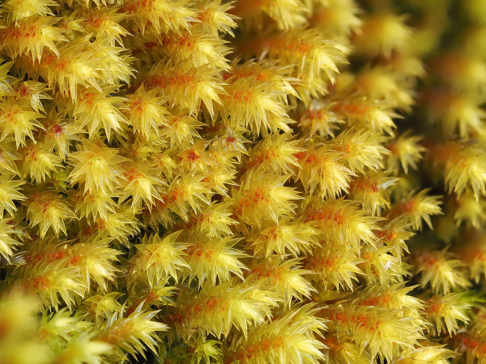 Hedwigidium imberbe (Hedwigiaceae) on insolated rock outcrop, Bryn-melyn, Merionethshire, Wales. 15 February 2023.