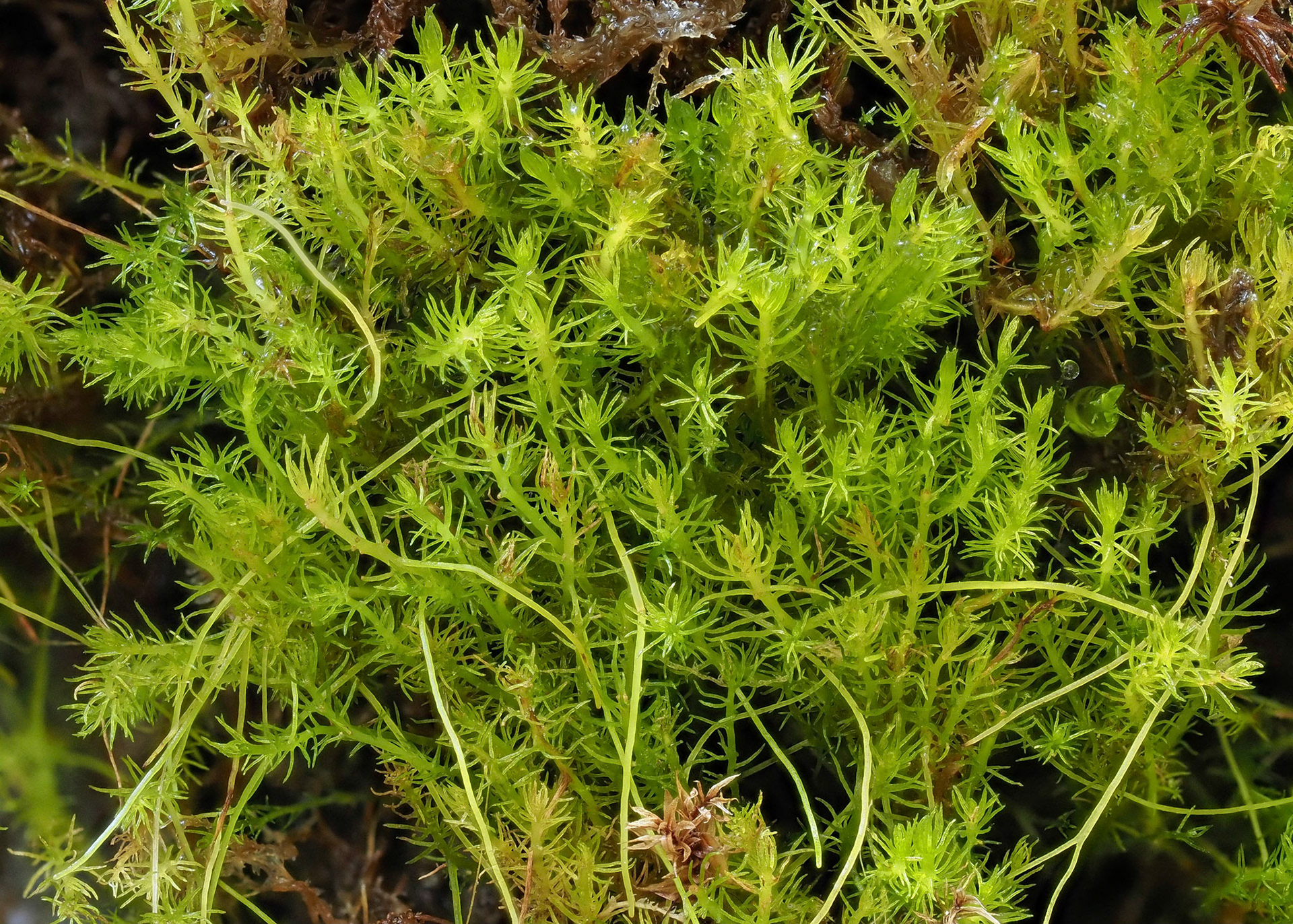 Takakia lepidozioides (Takakiaceae), on wet rock wall adjacent to large waterfall, Jervis Inlet, British Columbia, Canada. 50.1838°N, 123.9702°W. 10m. 30 May 2023.