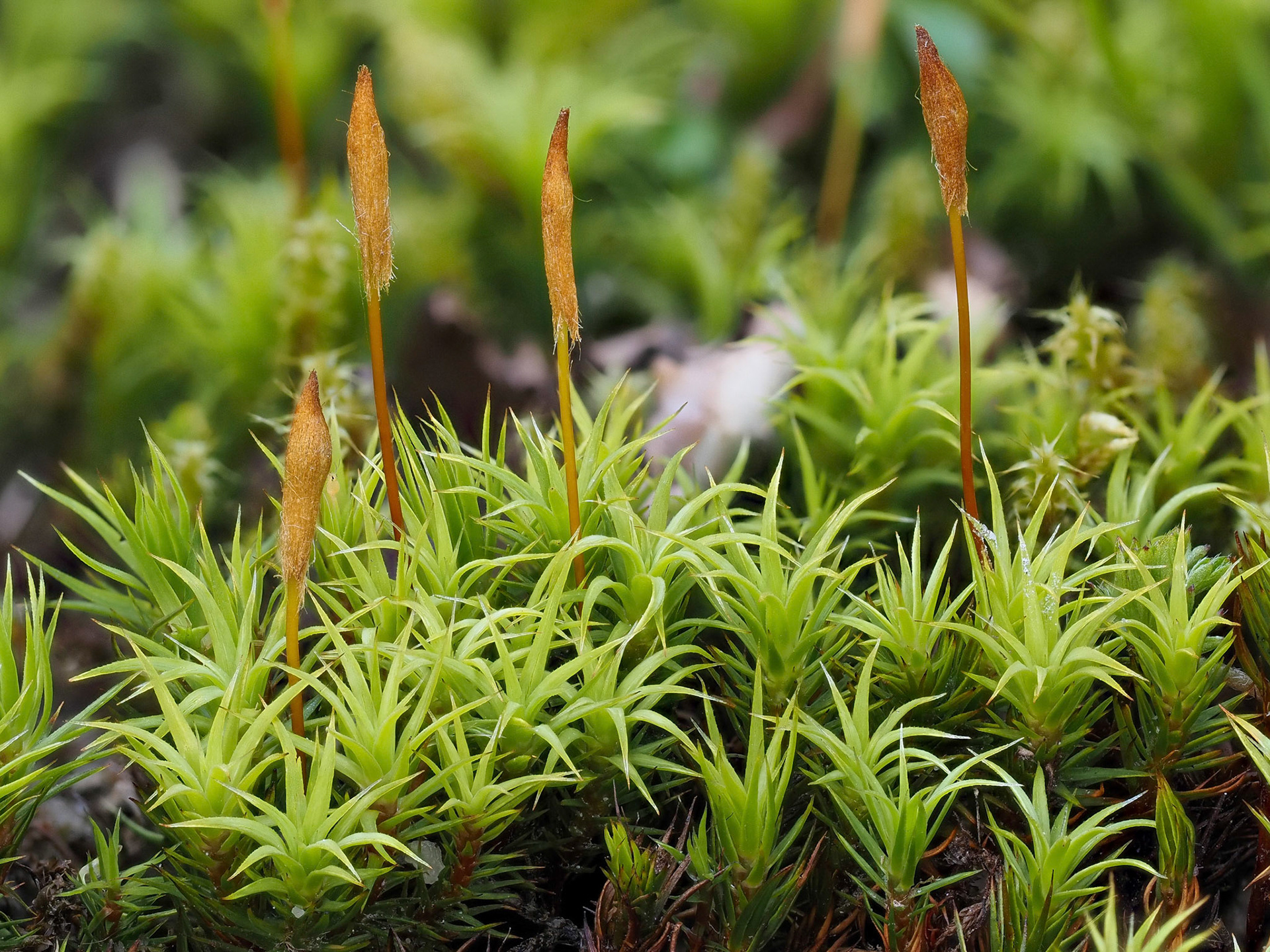 Polytrichum perigoniale (Polytrichaceae) on gritty spoil beside track in quarry, Littlejohn's China Clay Works, Cornwall, England. 50.3886°N, 4.8353°W. 220m. 2 May 2023.