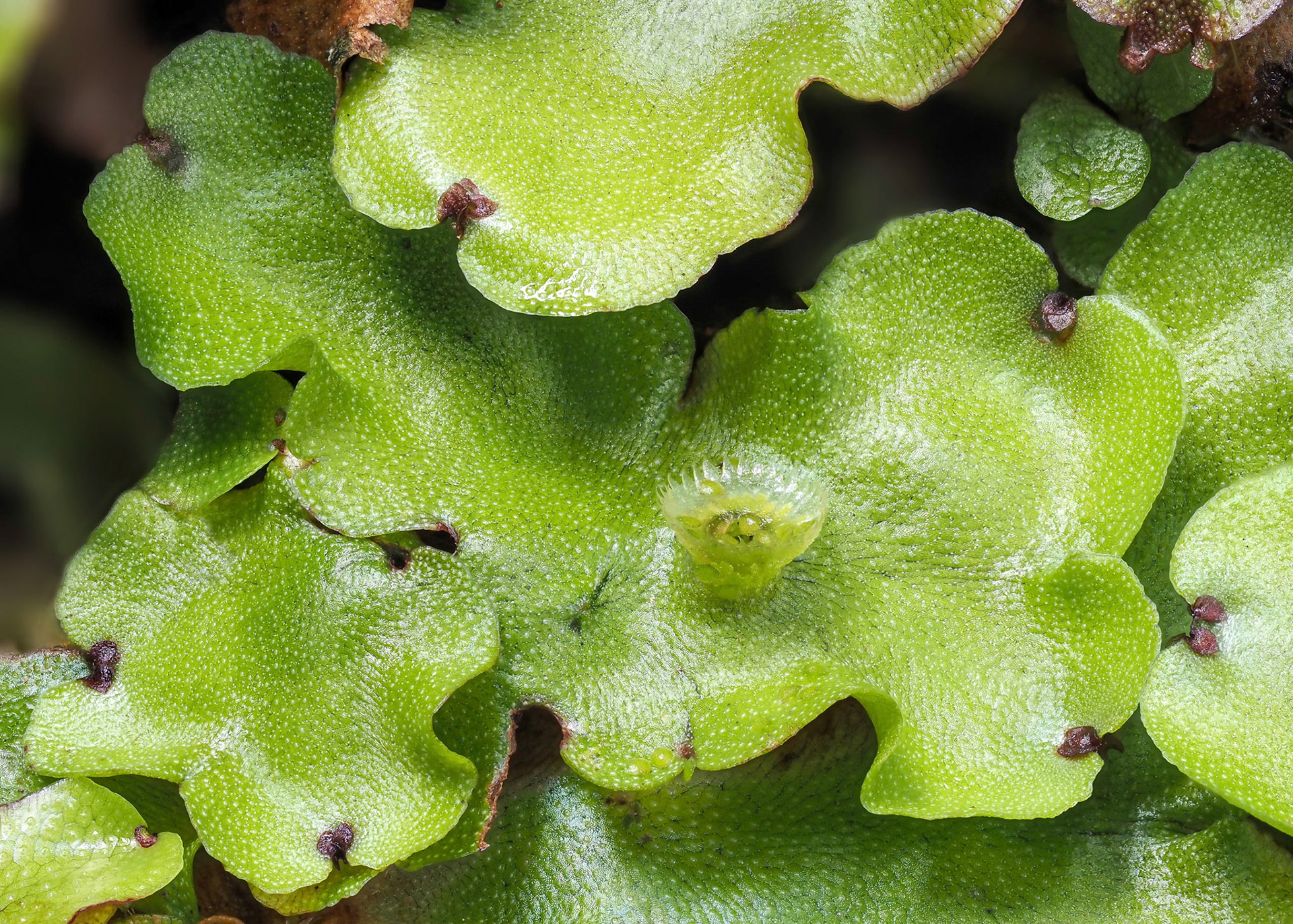 Marchantia paleacea (Marchantiaceae) on rock wall at edge of subtropical laurel forest, Levada do Rei, Madeira