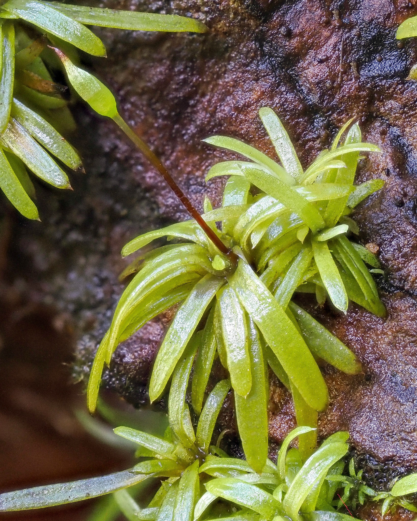 Octoblepharum albidum (Octoblepharaceae), on inclined tree trunk in lowland tropical forest beside river (155 m), Langevin, La Réunion. 25 April 2022.