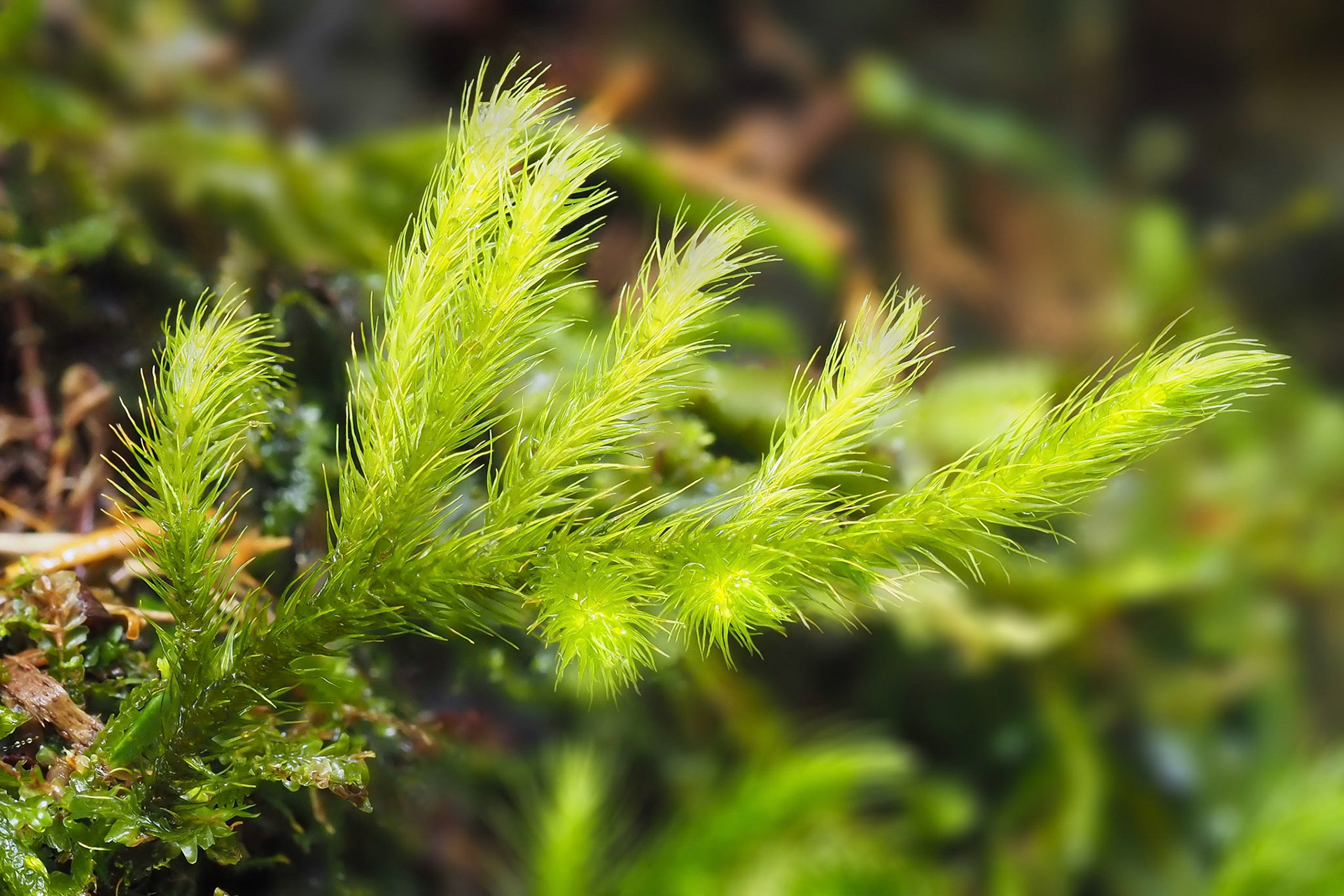 Echinodium spinosum (Echinodiaceae) on rock outcrop beside stream in subtropical laurel forest, Ribeira da Janela, Madeira