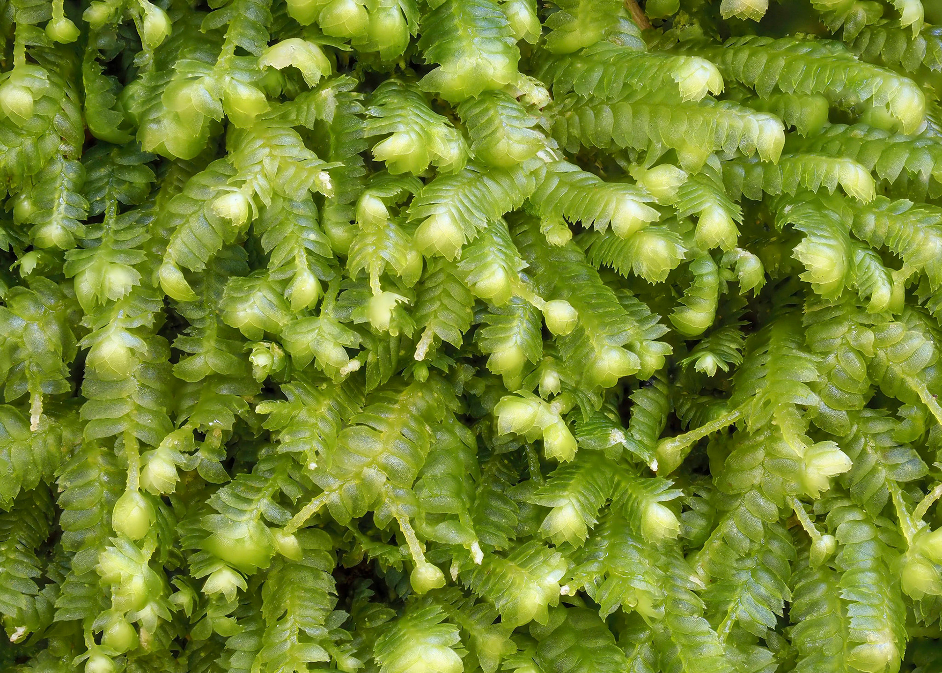 Bazzania denudata (Lepidoziaceae), decorticated log in temperate coniferous forest, near Sandspit Harbour, Louise Dover Trail, Haida Gwaii, British Columbia, Canada. 53.2366°N, 131.8710°W. 20m. 28 May 2023.